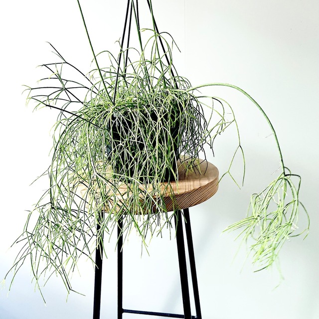 リプサリス カスッサ 観葉植物 calm cafe