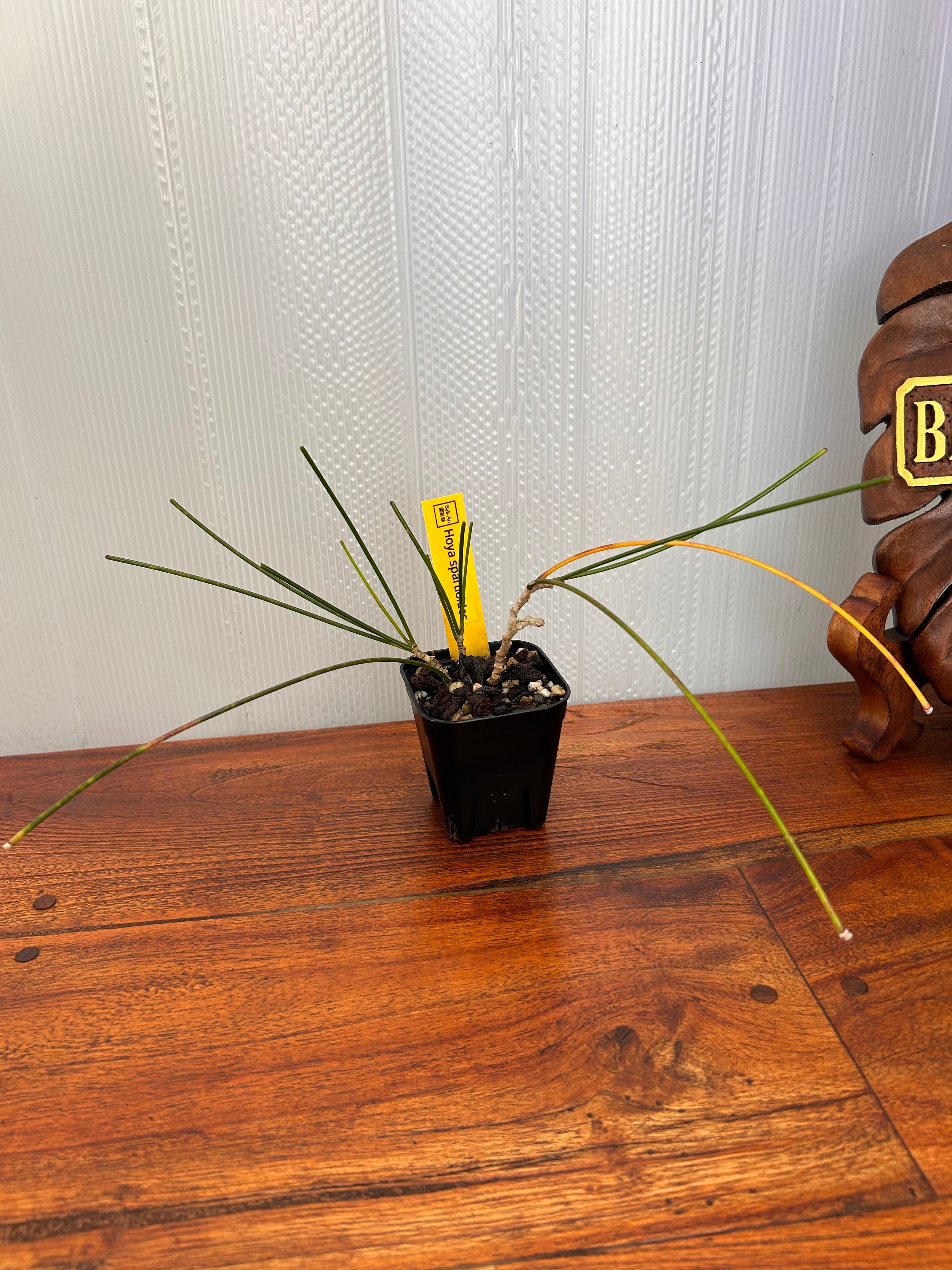 Hoya | BALI-AN 園芸