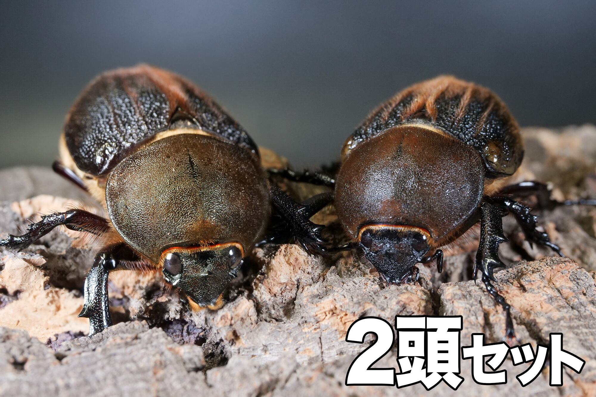 2024.10月羽化】DHヘラクレスオオカブト・メス2頭セット【未後食  