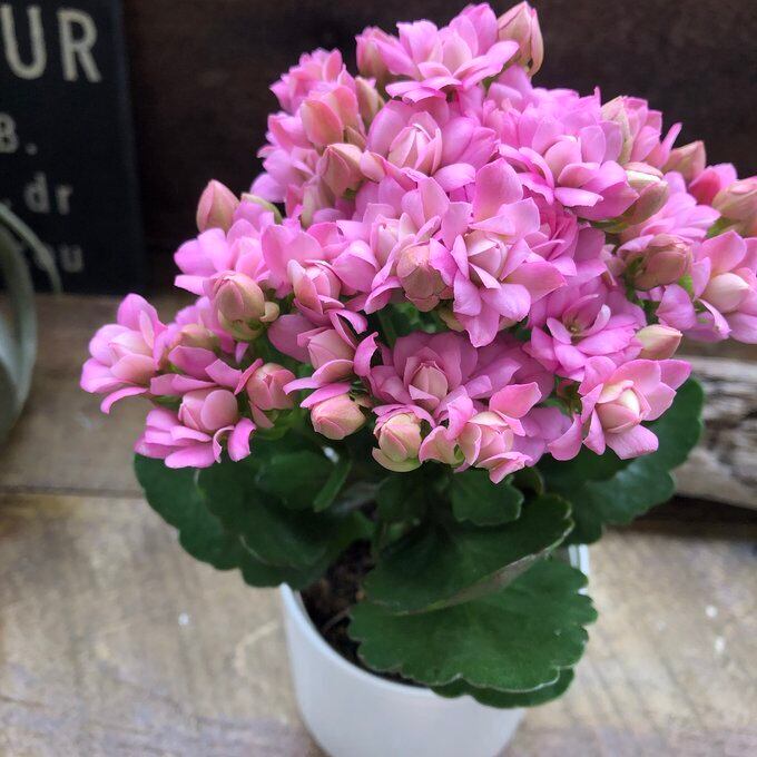 亀甲竜、(上品なブランド的ナ)形バランス良くシャープなパキパキ❤️ 亀甲竜♡特A品♡希少♡ハート型の葉っぱ♡塊根植物♡多肉植物 人造花