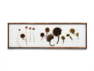 [食虫植物]  マスシプラのガラス標本 no.83