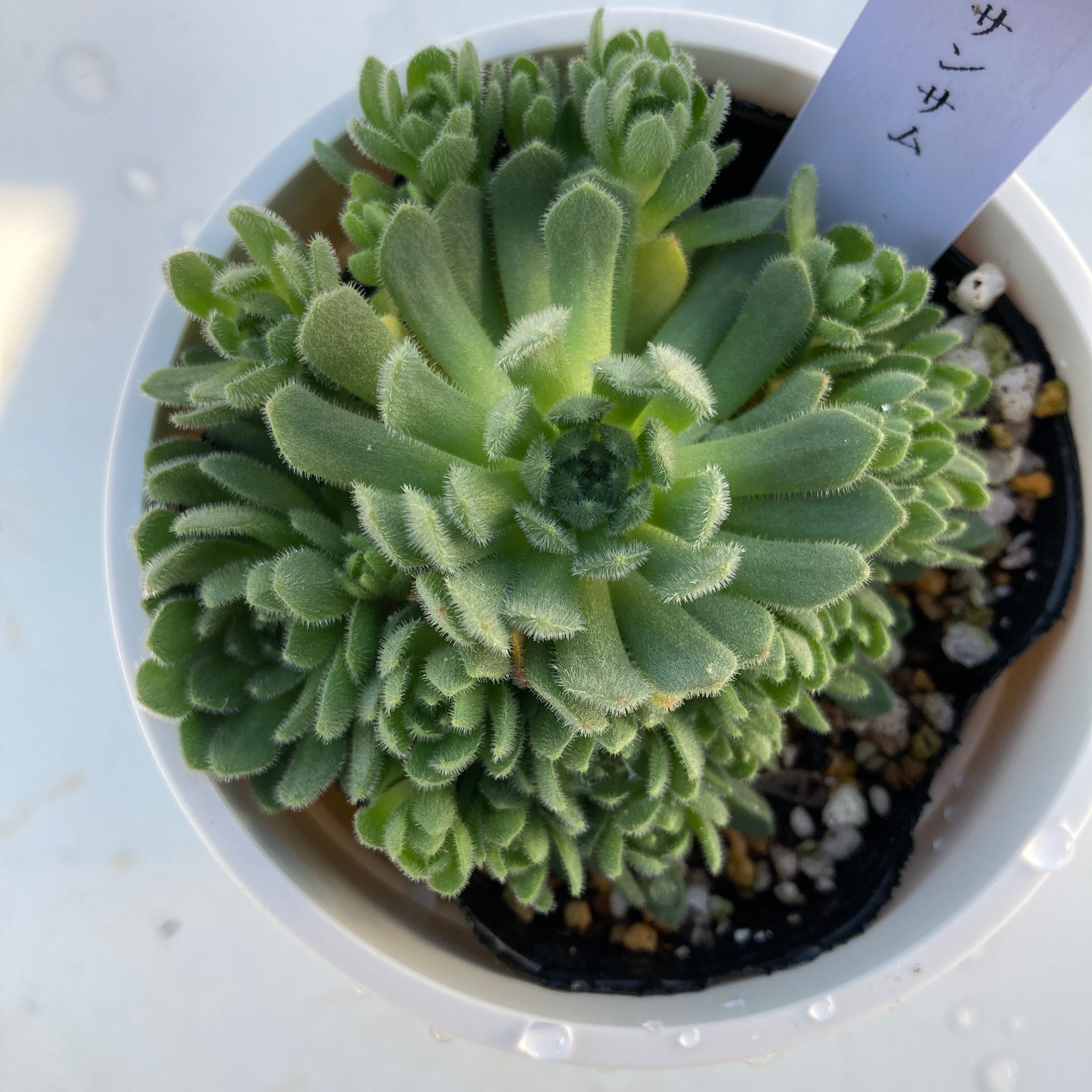 現物商品 プロメテウム クリサンサム レア多肉 多肉植物研究所 現物商品 プロメテウム クリサンサム レア多肉 多肉植物研究所