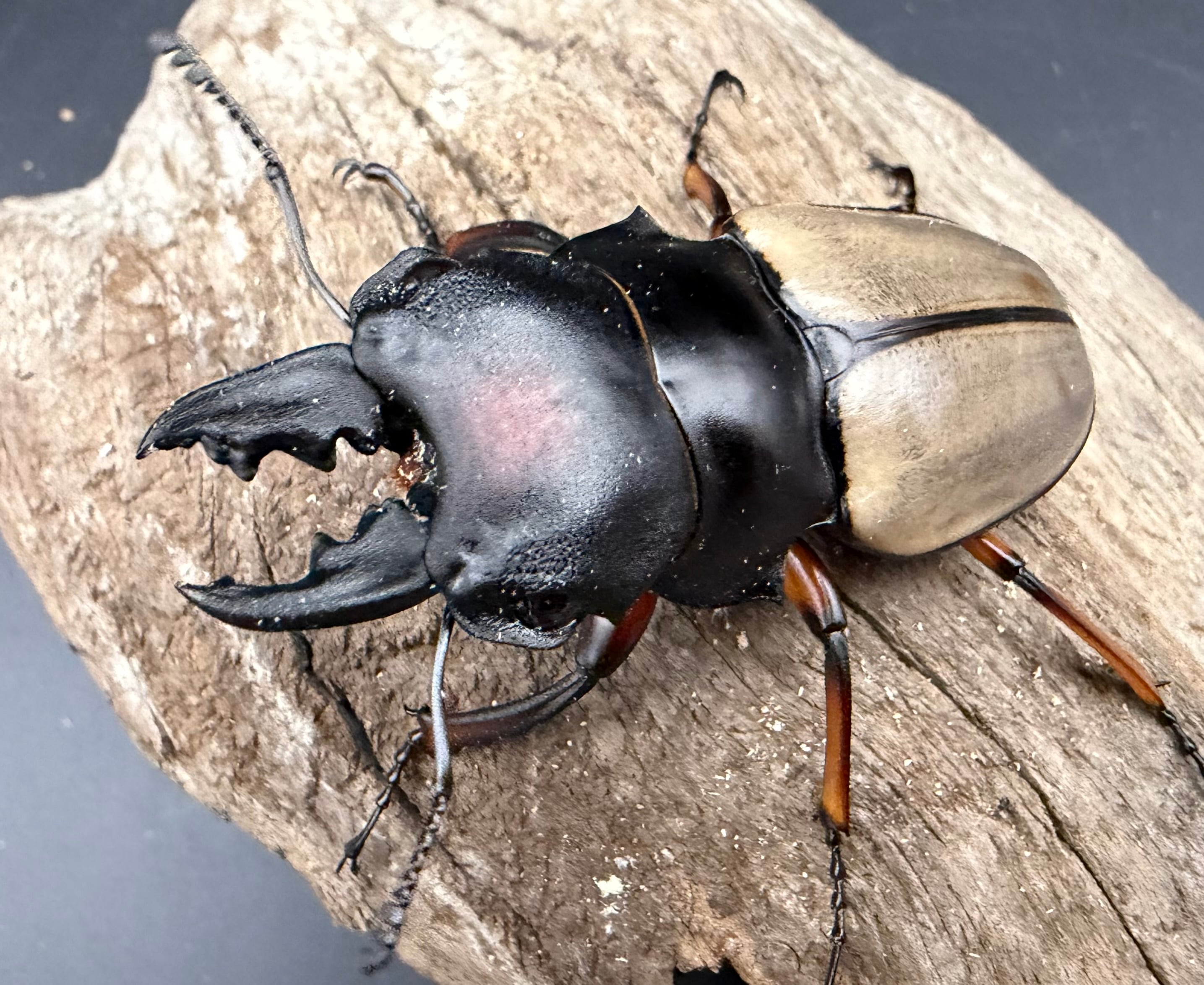 ツヤクワガタの仲間 | KPW公式オンラインショップ