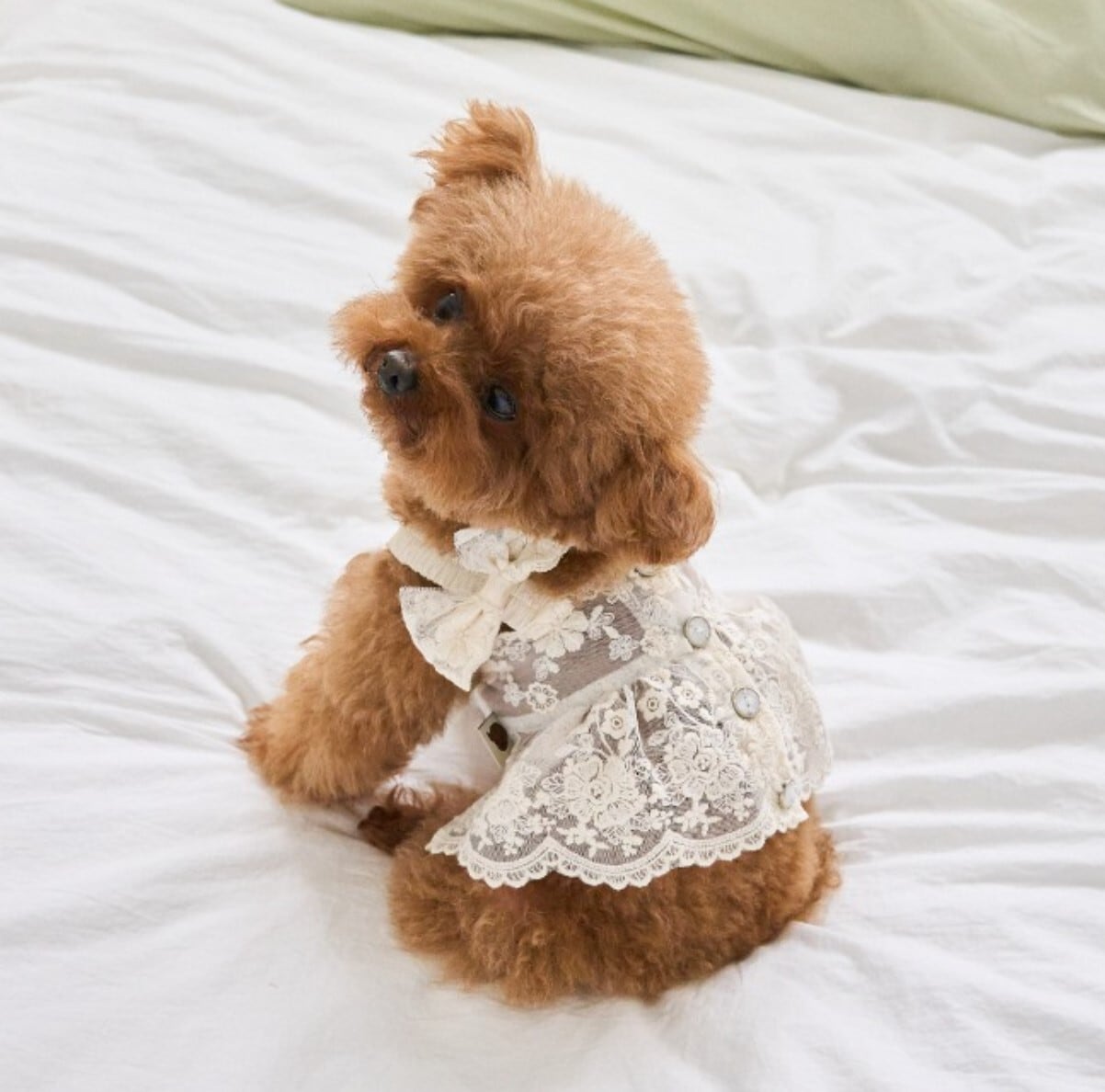 S/即納【eomuk】Love Lace Punching Crop Bistuer《CreamBeige》