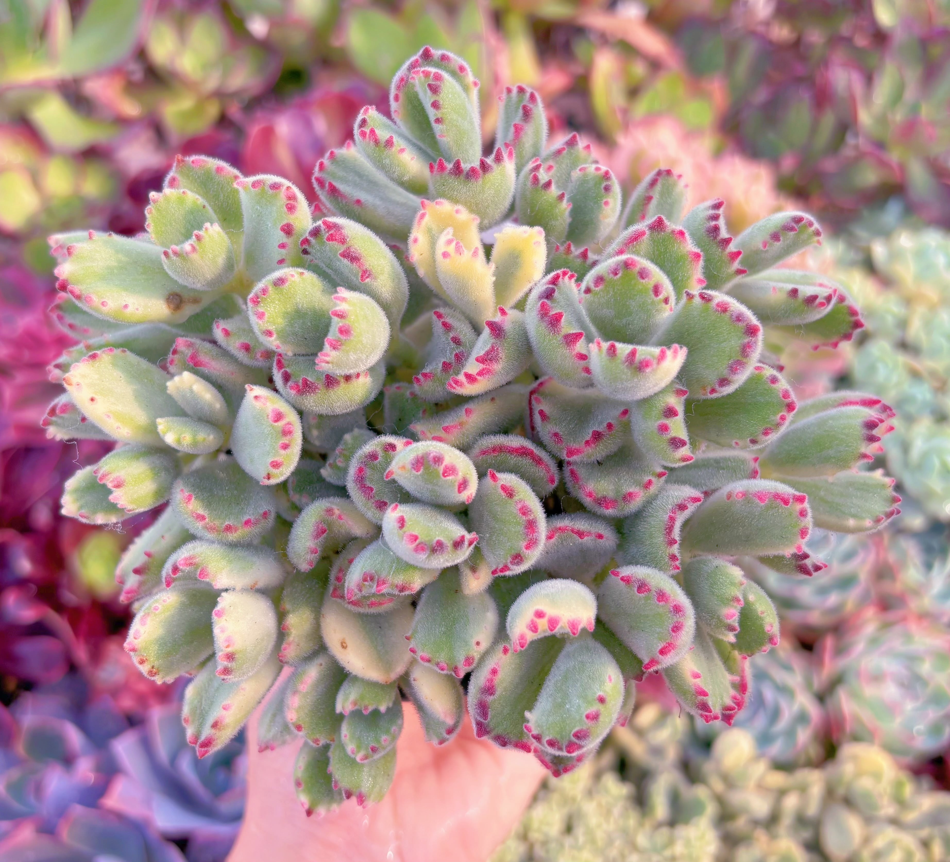 現品　白熊#748　るる農園