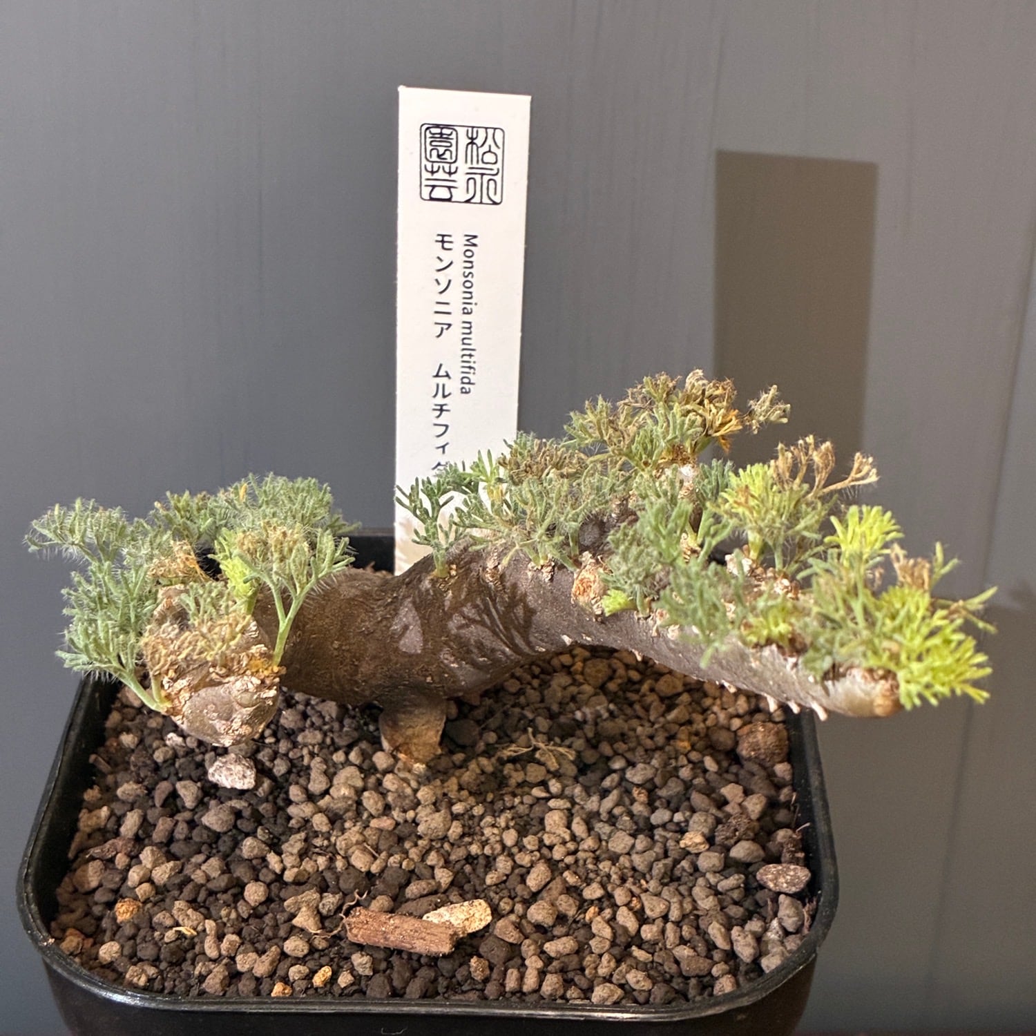 新着3日限定10%OFF】モンソニア ムルチフィダ（サルコカウロン
