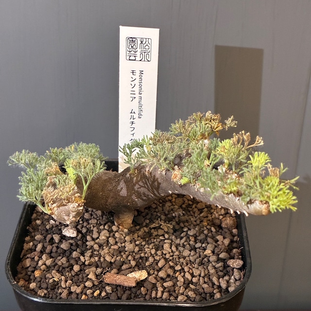 【新着3日限定10%OFF】モンソニア　ムルチフィダ（サルコカウロン　ムルチフィズム）【855】