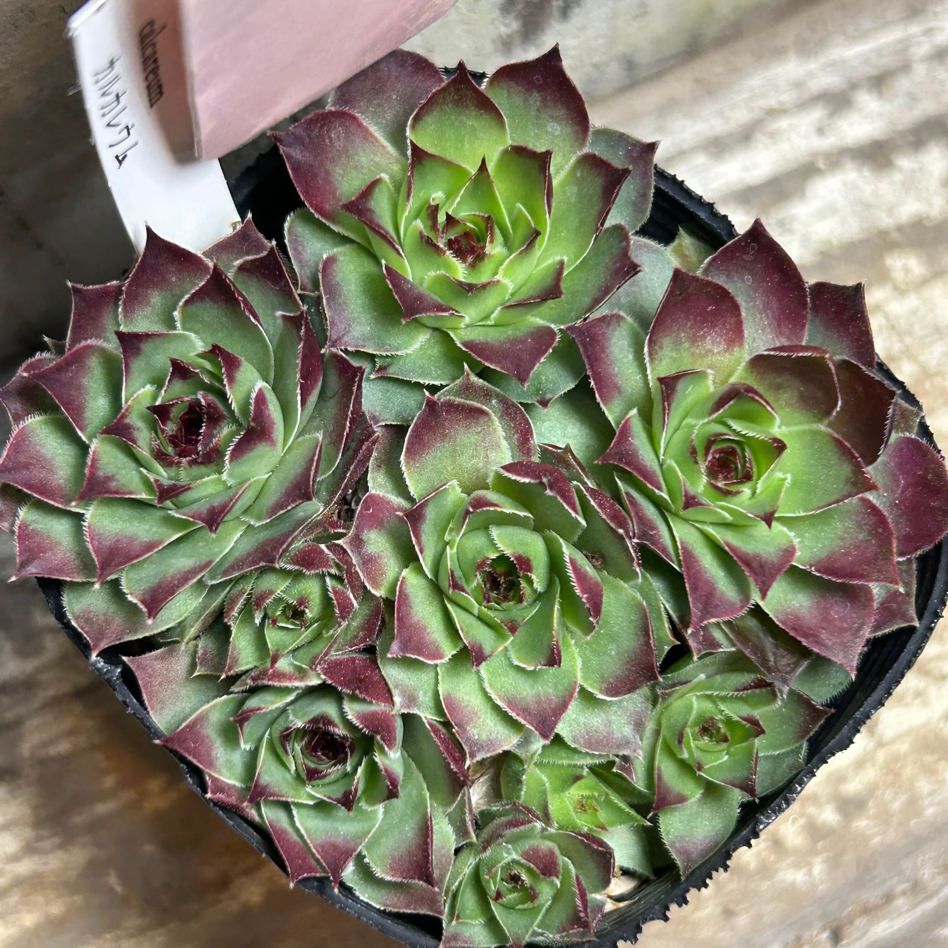 センペル | RuPo 多肉植物専門店