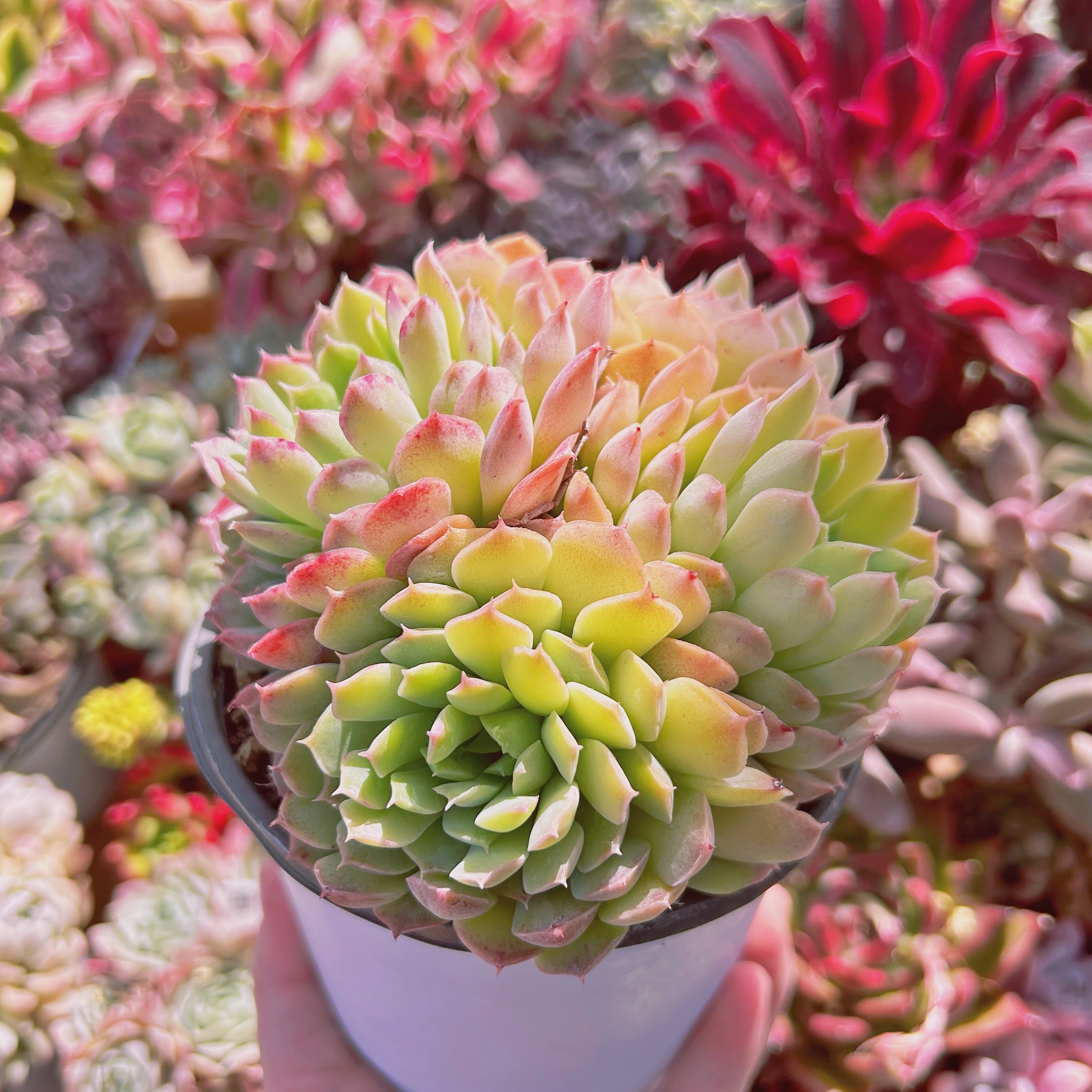 多肉植物　抜き苗　Big Red 019現物 多肉植物 レッドホール 特大群生 抜き苗 | るる農園