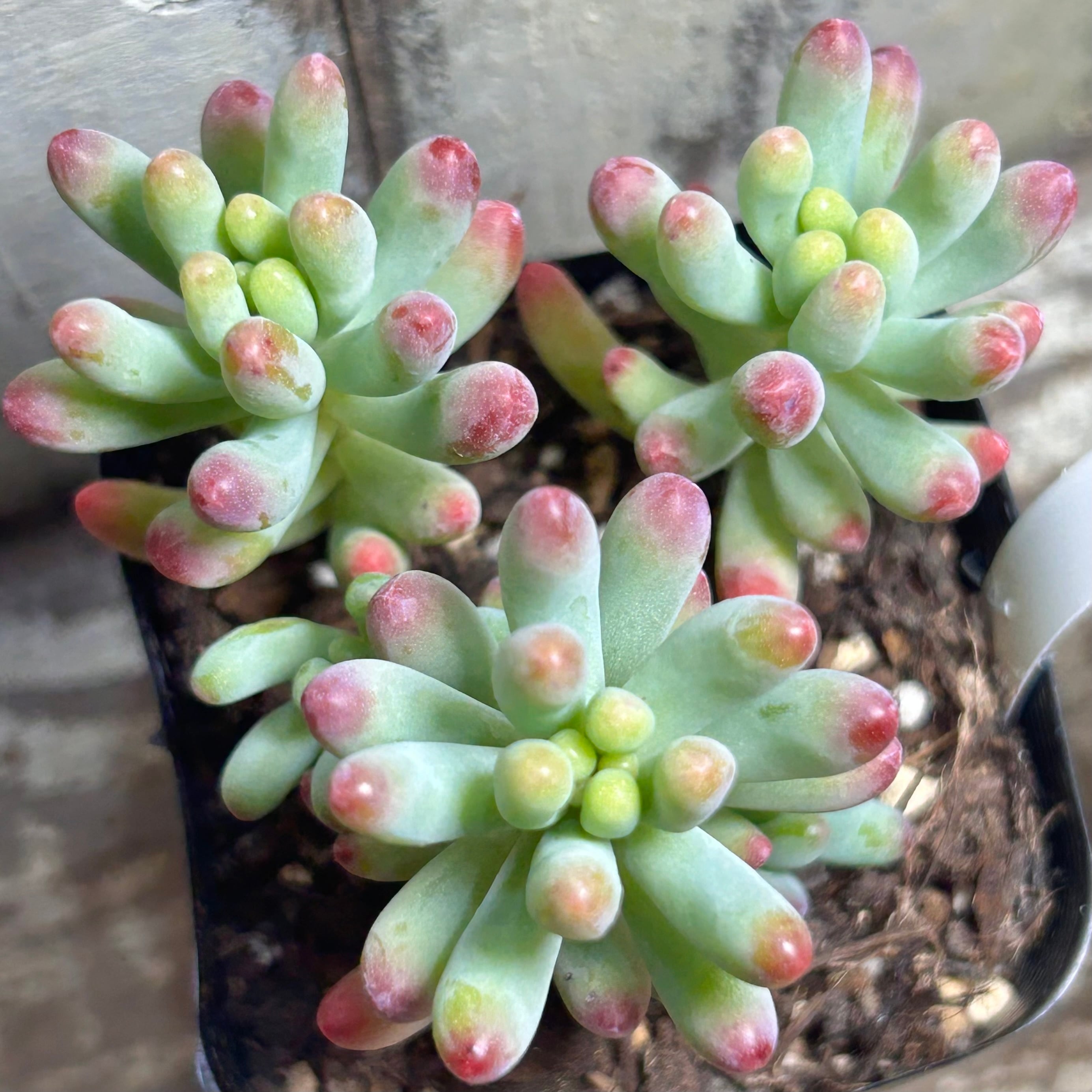 多肉植物❤️アエオニウム錦❤️ウエディングドレス❤️ ウェディングドレス錦 アエオニウム | RuPo 多肉植物専門店