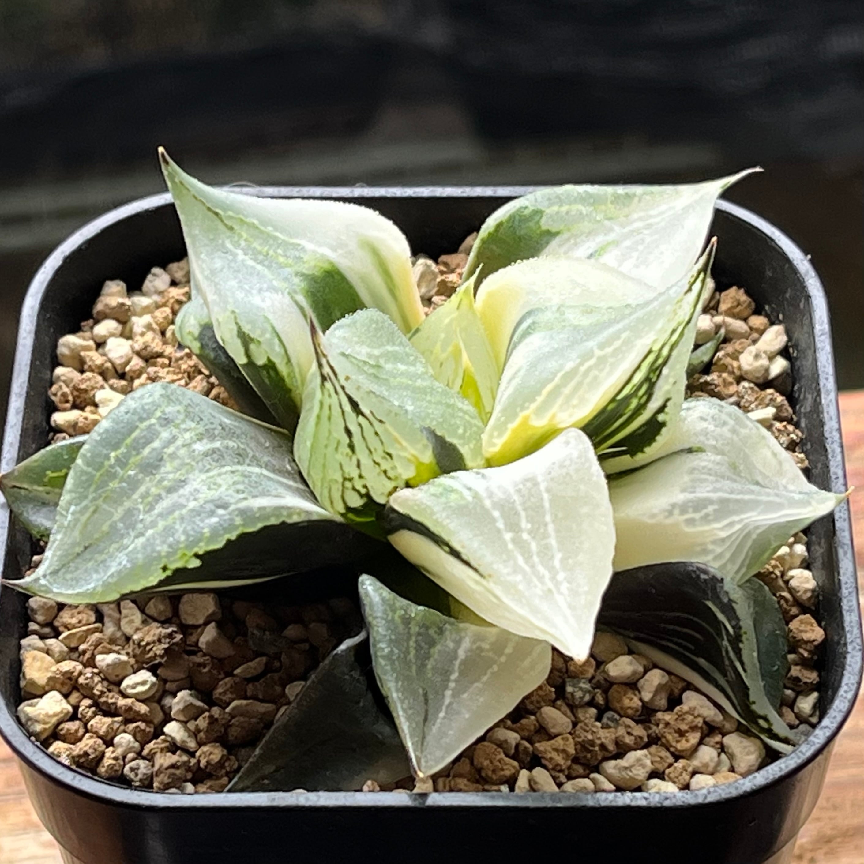 ハオルチア B型コンプトミュータント錦 | mocono_plants