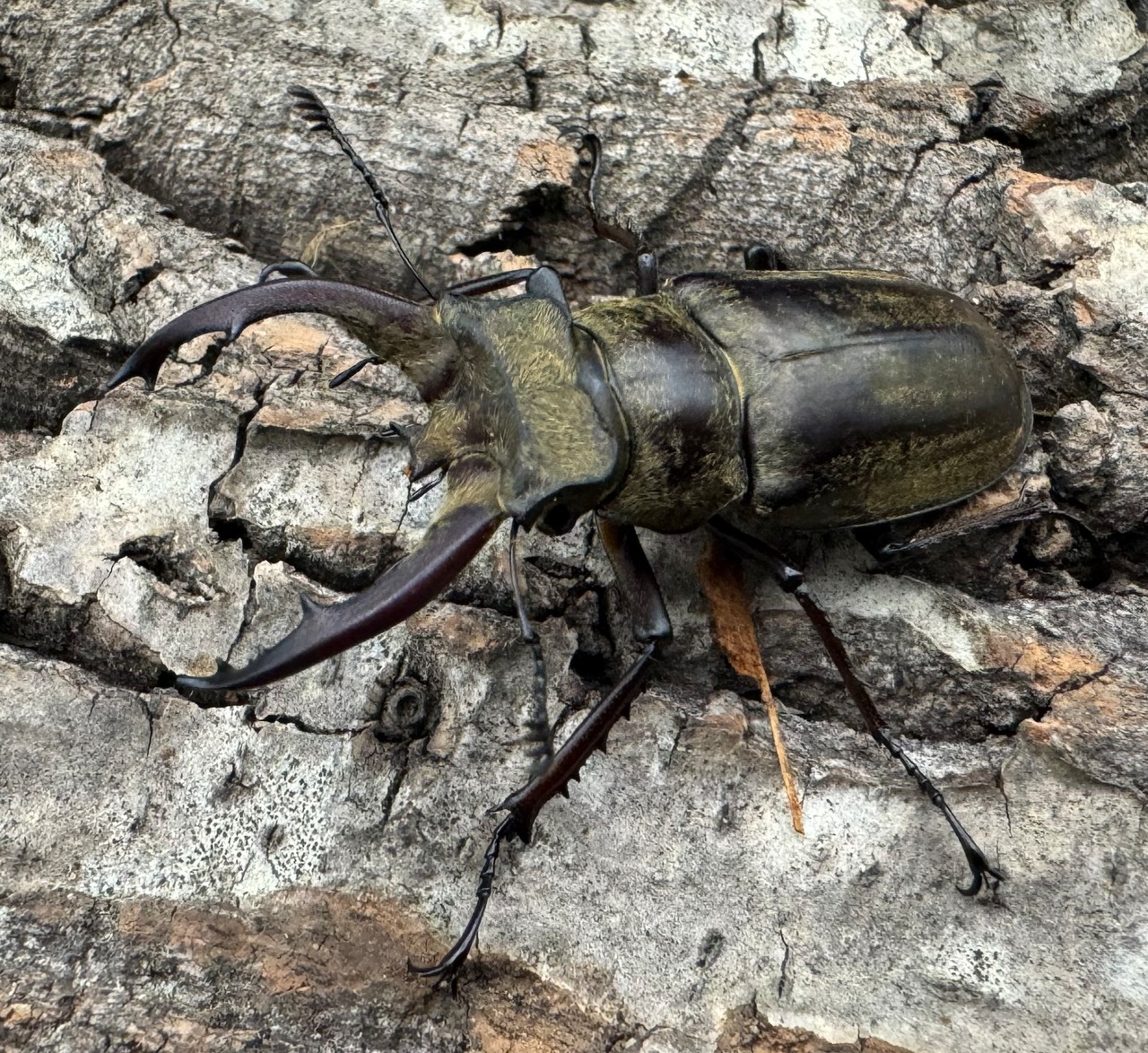 【WD】《チベットミヤマ原名亜種 51mm ペア》