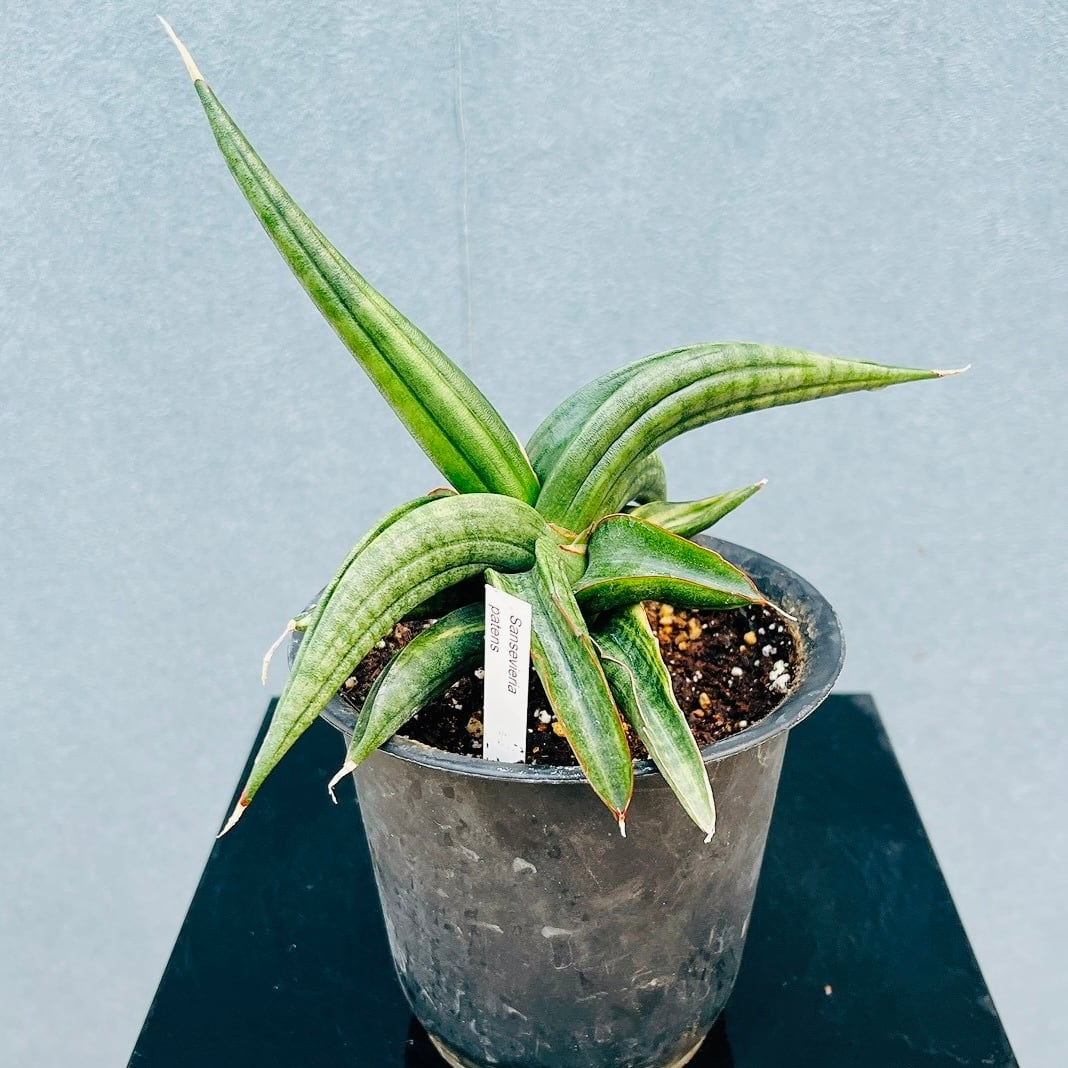 f*i様 希少　ロリダ　斑入り　サンスベリア　サンス　多肉植物　サンセベリア　サ 現品］【希少】サンスベリア パテンス 斑入り 4号 観葉植物 室内 レア