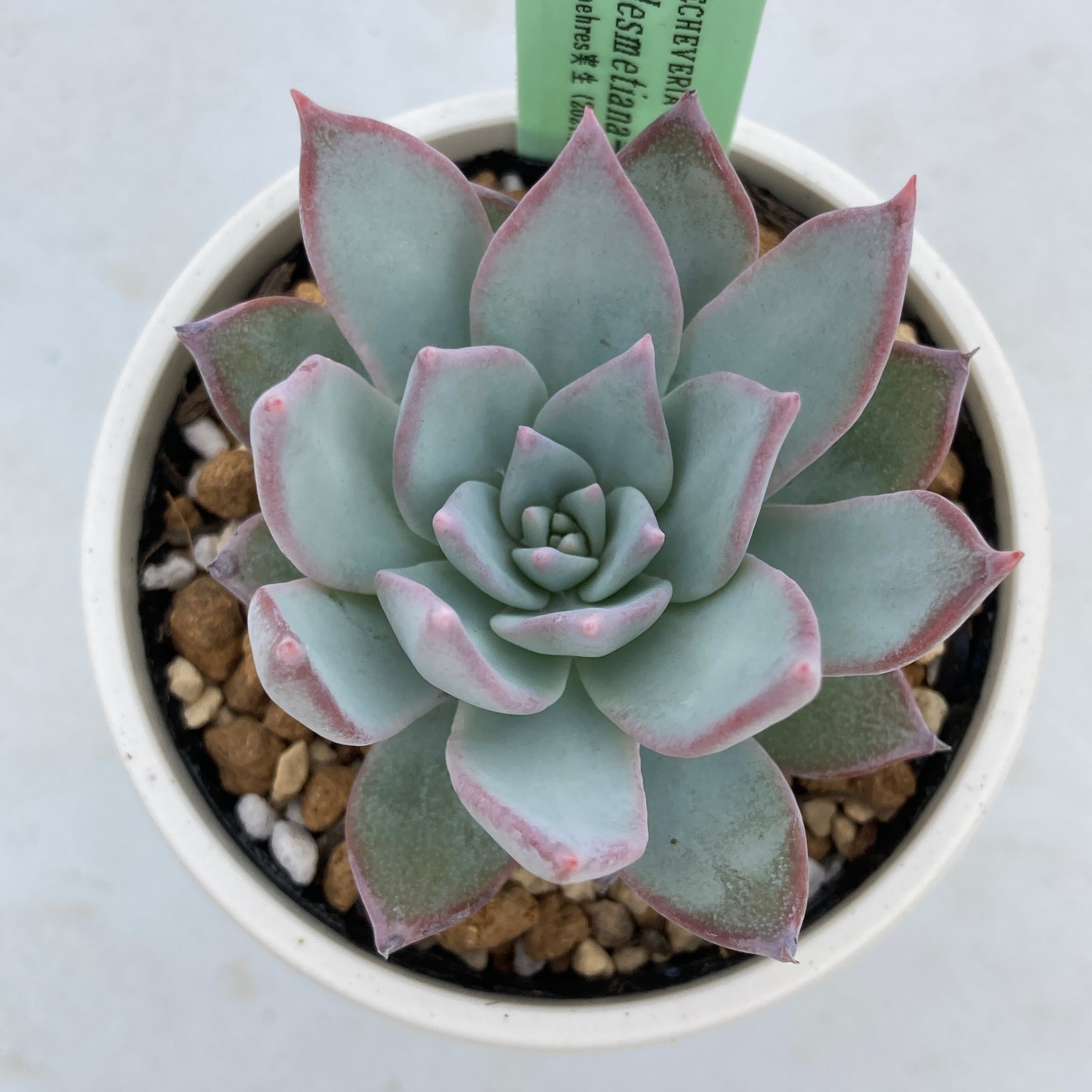 現物商品】ECHEVERIA desmetiana=peacockii 原種 実生苗 | 多肉植物研究所