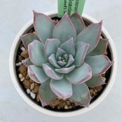 【現物商品】ECHEVERIA desmetiana=peacockii 原種 実生苗