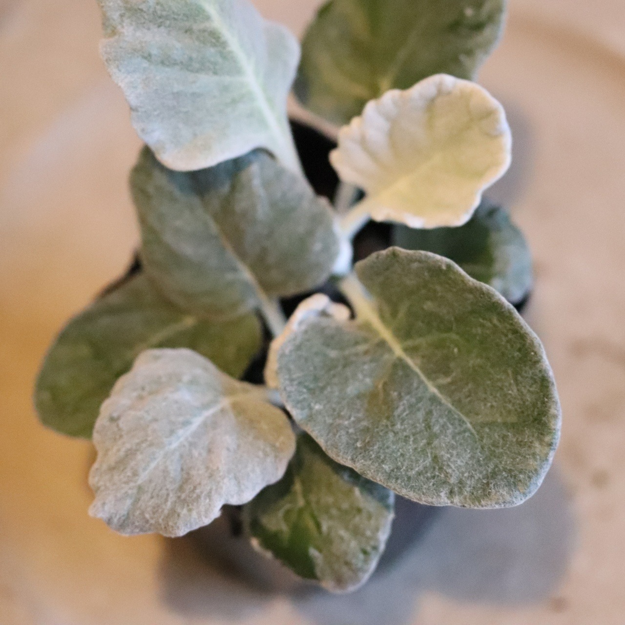 シロタエギク　丸葉　２つに分かれる　寄せ植えに最適