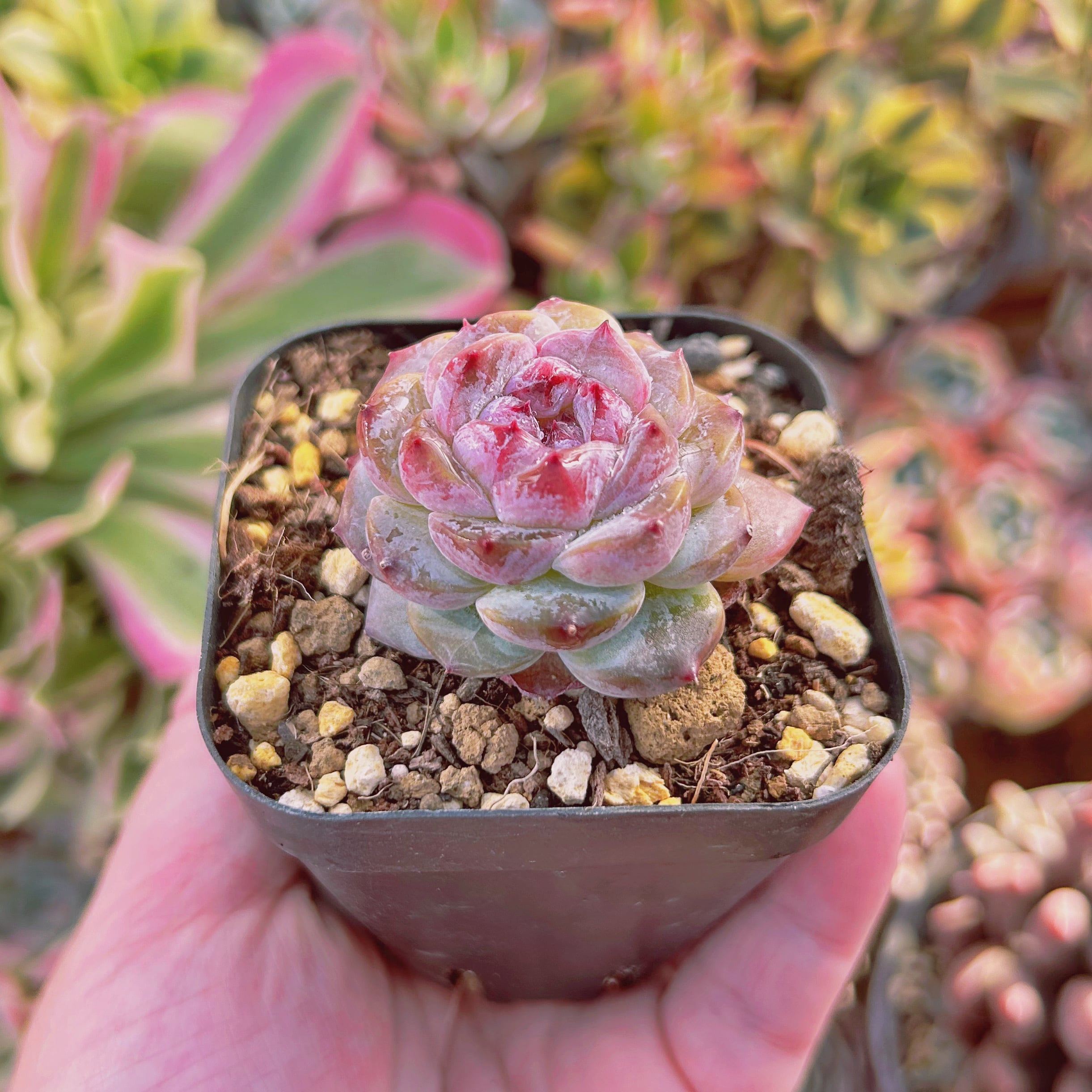 現物 多肉植物 紫瑠璃 | るる農園~多肉植物専門