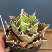 【選抜株】アガベ チタノタ シーザー【359】