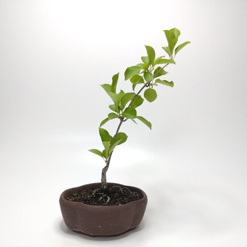 寒樹瓜膚楓（ウリハダカエデ）盆栽 SS003 盆栽創 / 瓜膚楓（ウリハダカエデ）盆栽 SS003