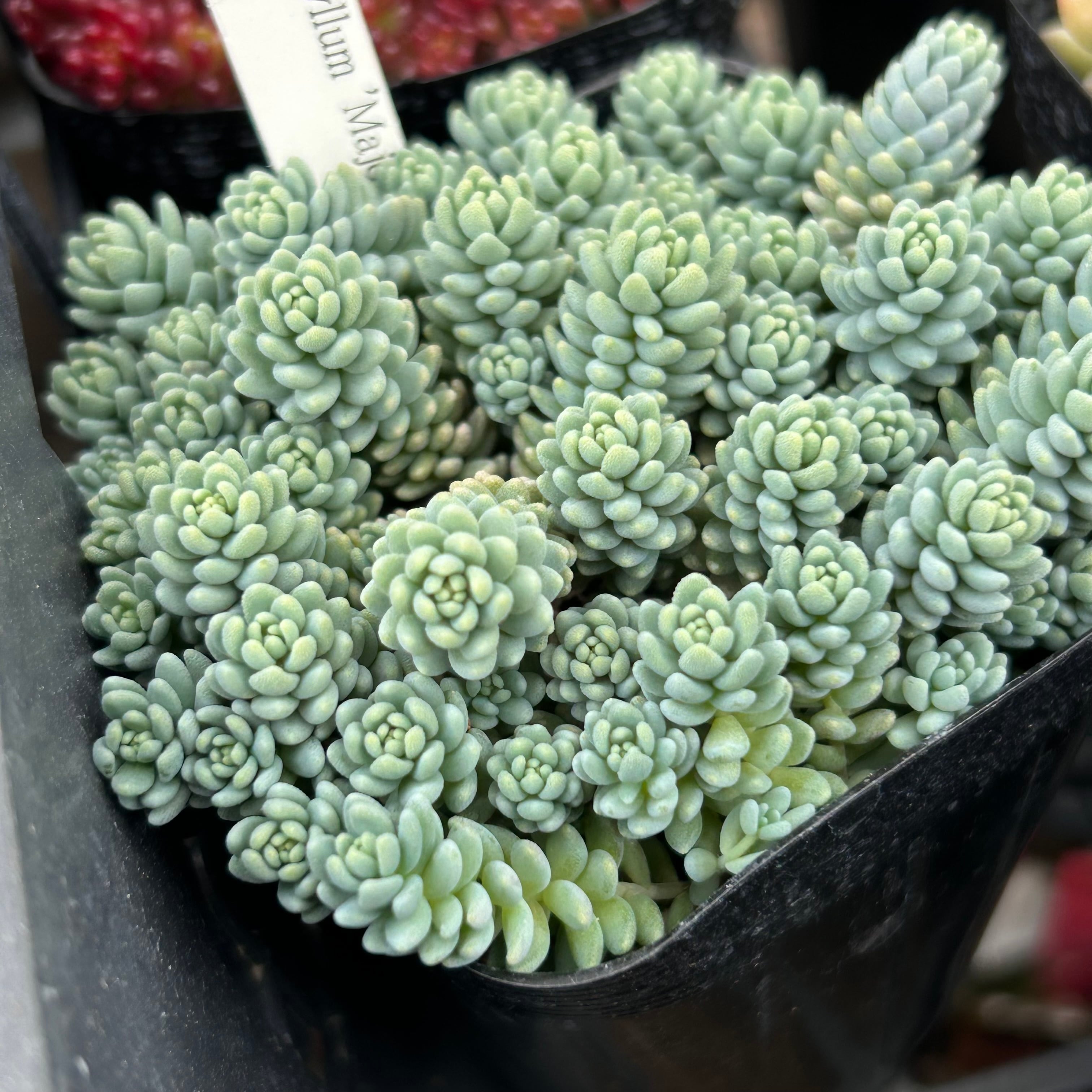 マジョール | RuPo 多肉植物専門店