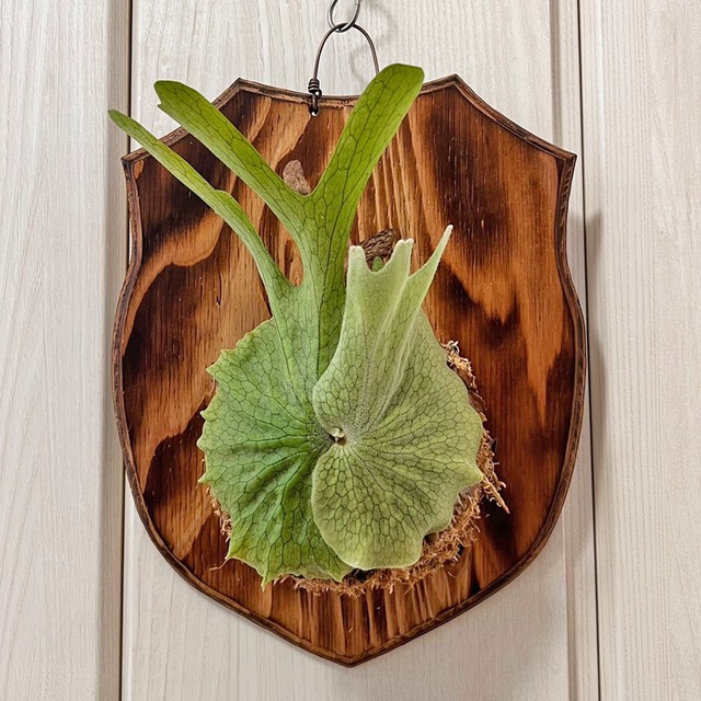 ビカクシダ グランデ 板付 【観葉植物 壁掛け コウモリラン】