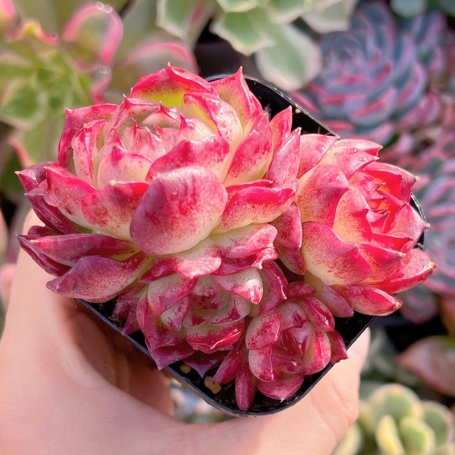 現品　楓霏#256　群生　るる農園