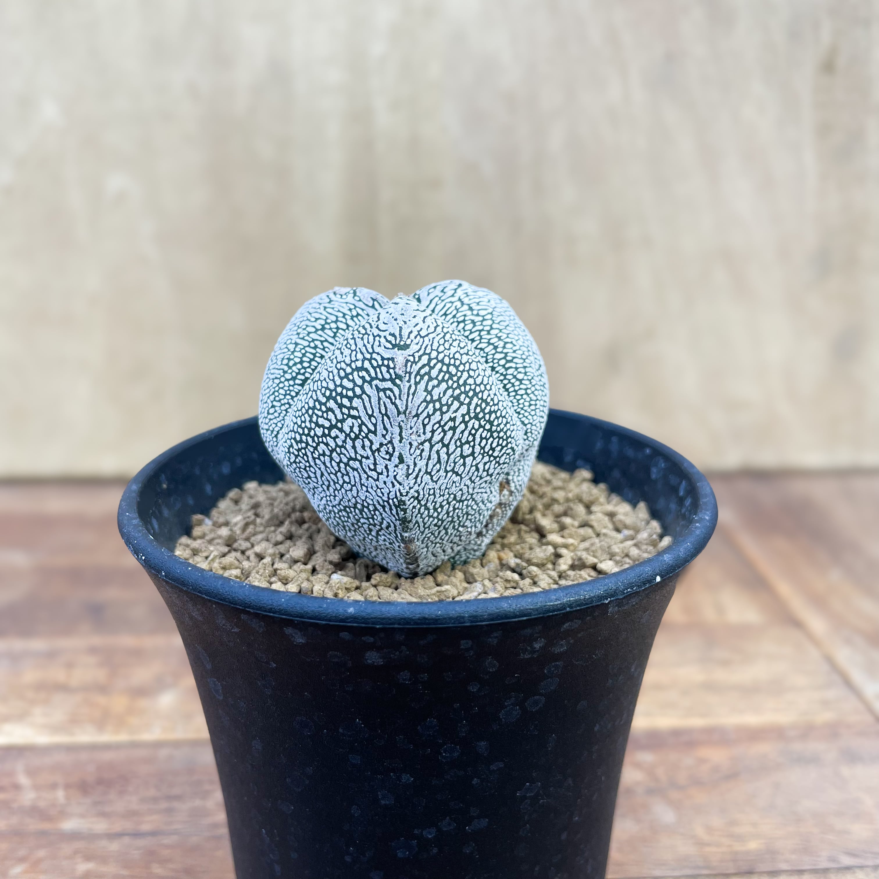 スーパー兜　アストロフィツム　サボテン　恩塚　ランポー ランポー兜 スーパー兜×恩塚ランポー 国内実生 自根 サボテン