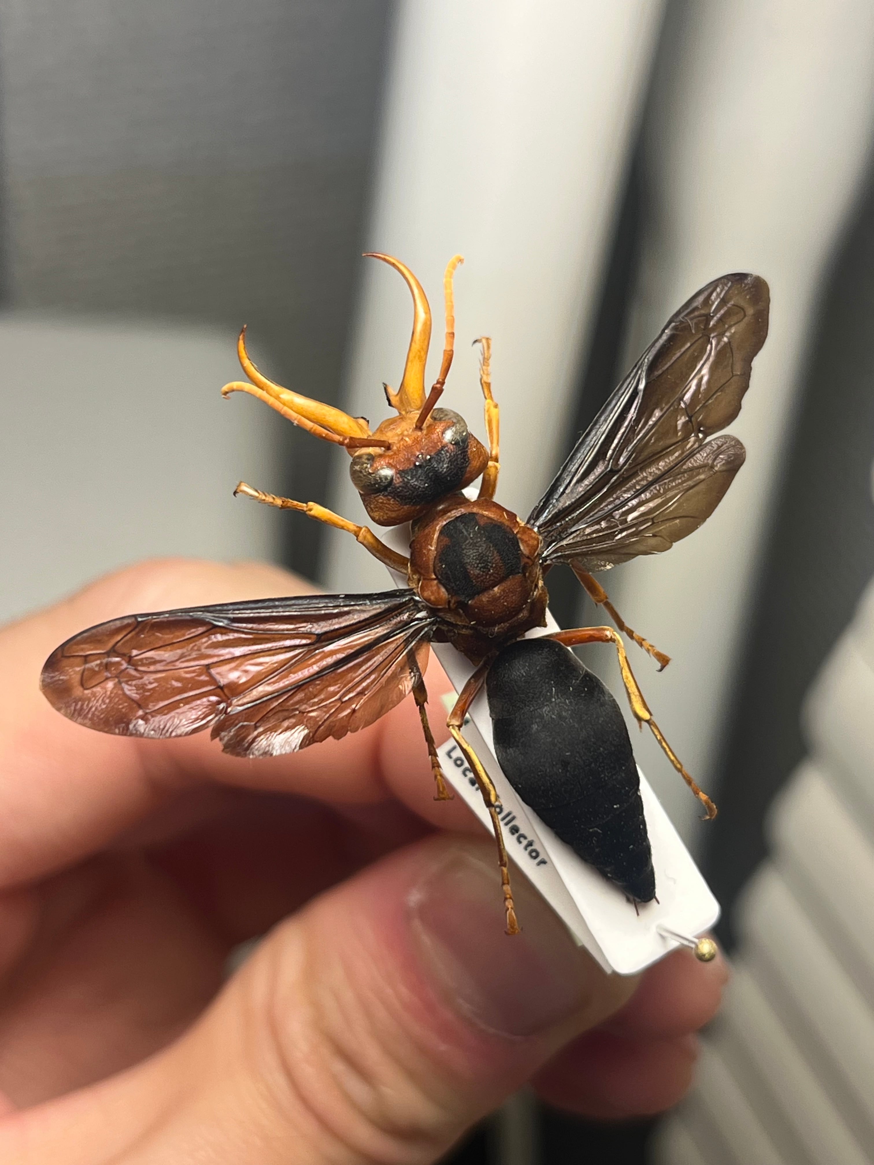 極美展足】オオキバドロバチ タランチュラホーク バードイータームカデ