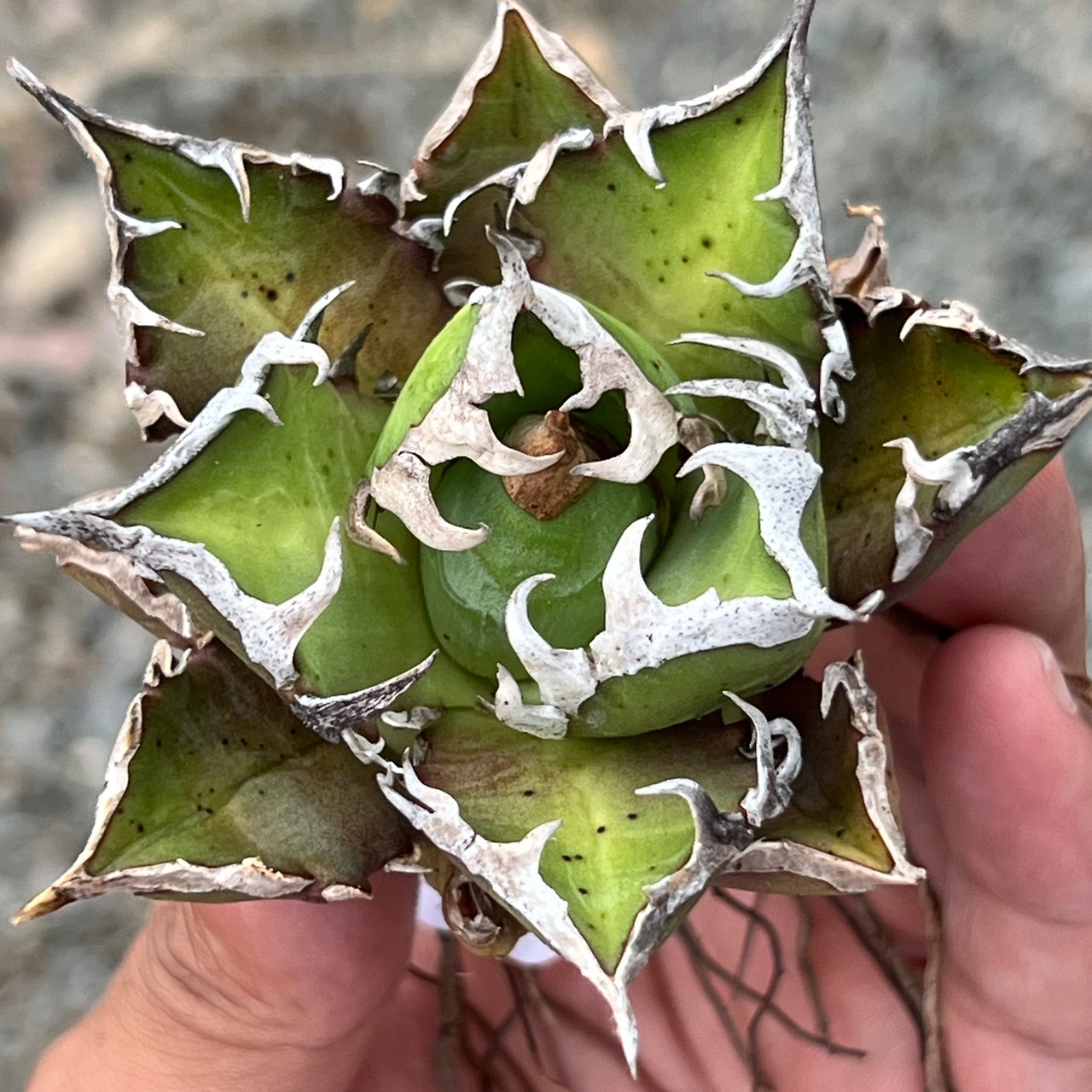 Agave titanota 紅貓 台湾株