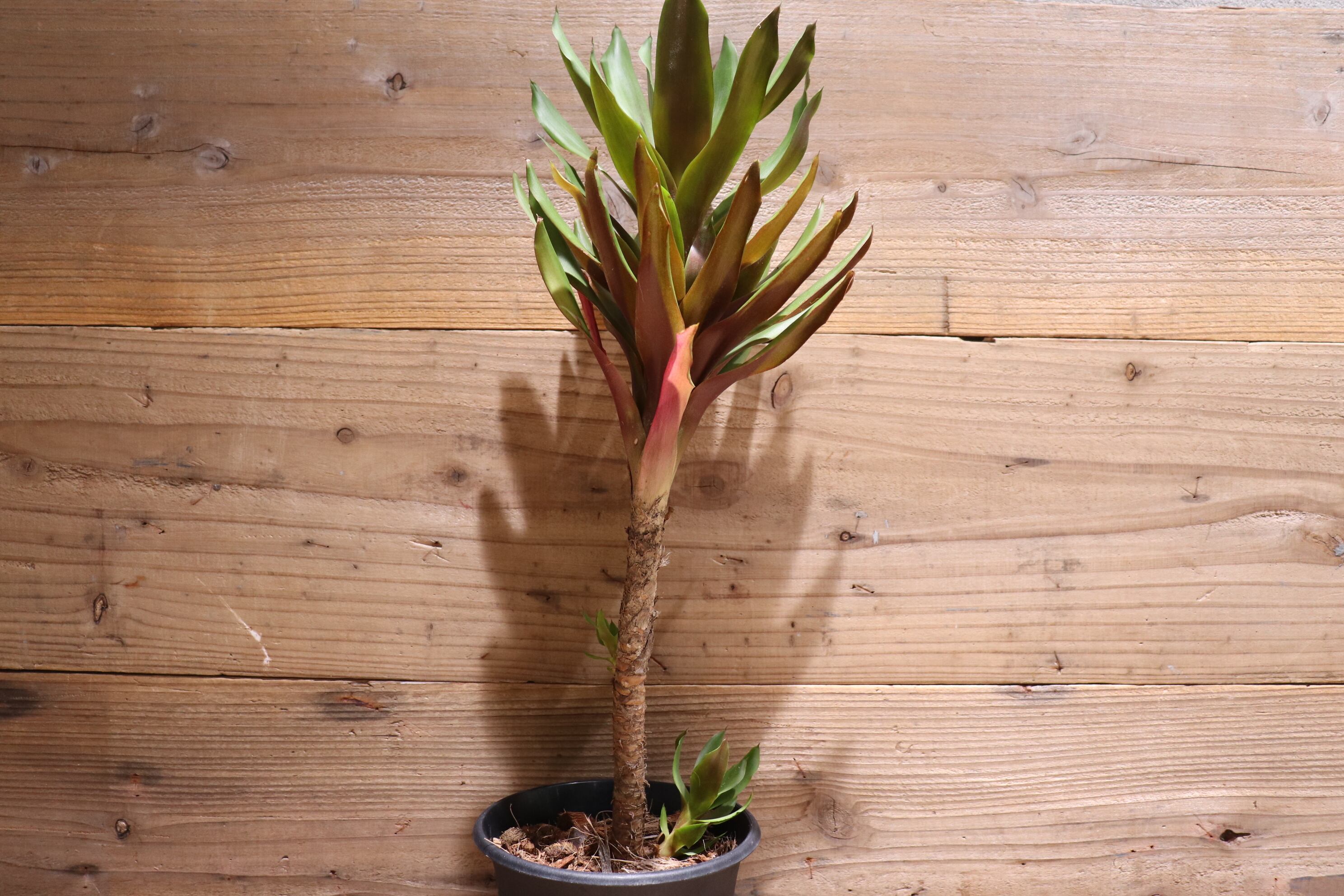 送料無料】Aechmea 'Stalker'〔エクメア〕現品発送A0052 | plane plants