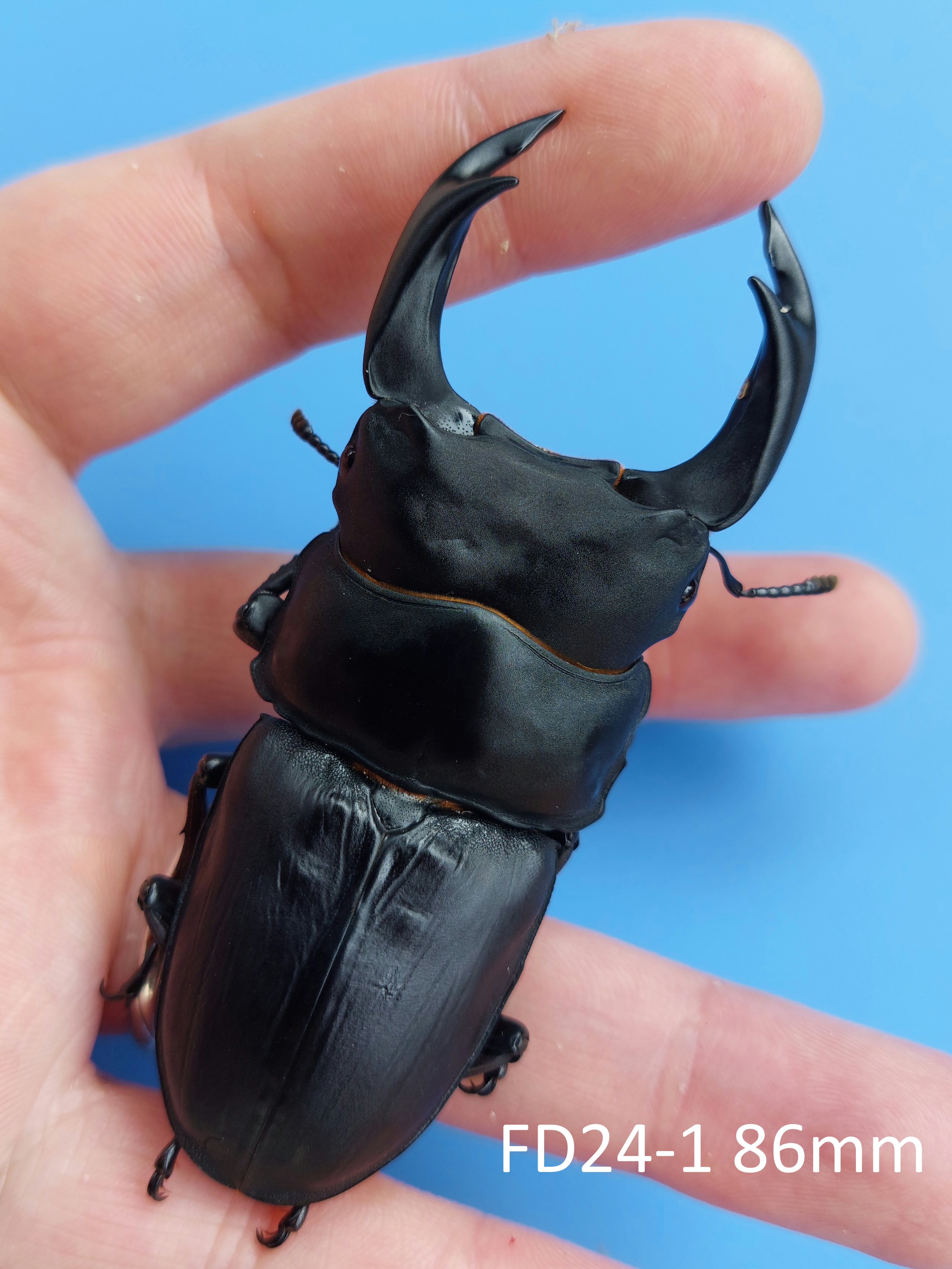 久留米産オオクワガタ専門店『OokuwaMemories』