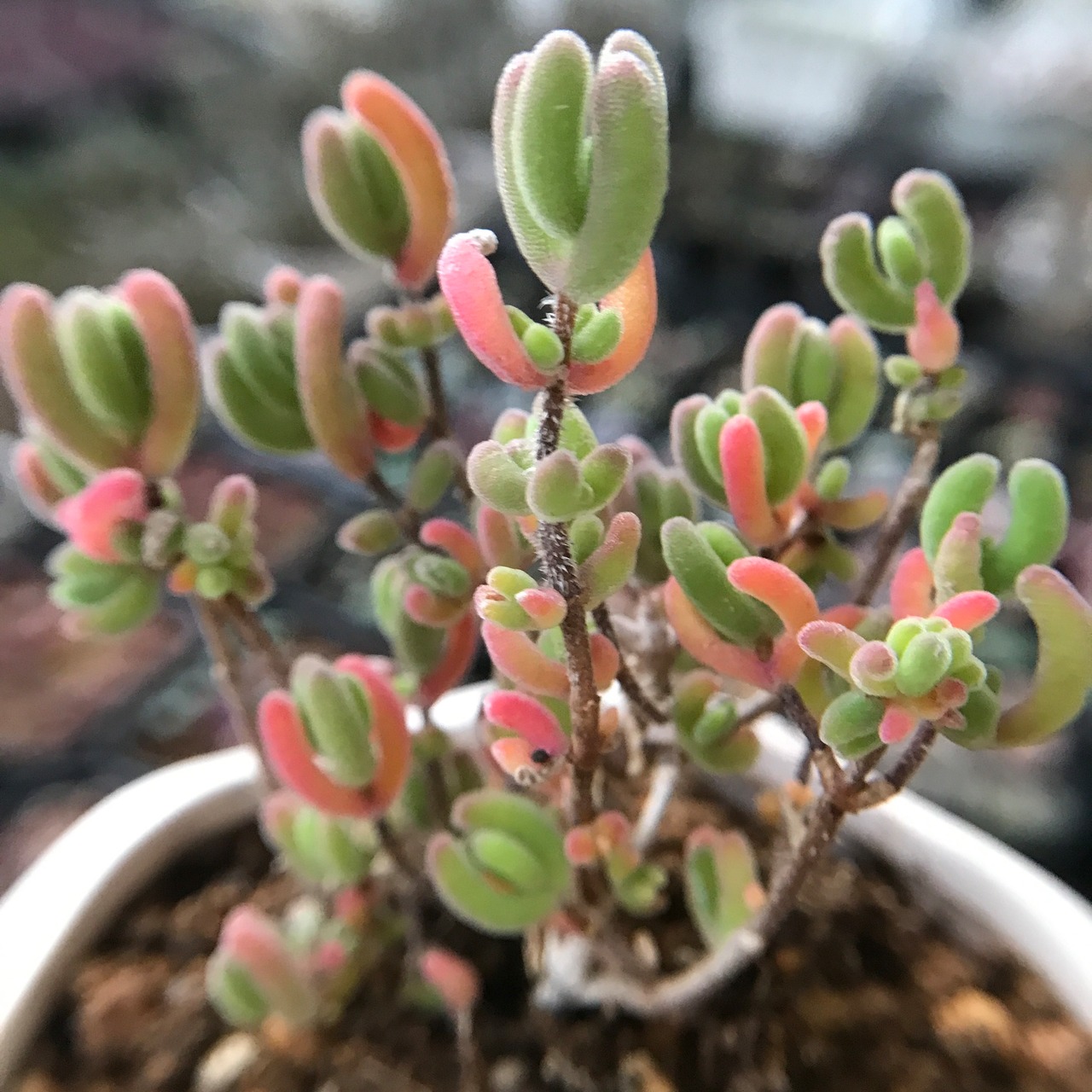 新入荷 超可愛い レア 多肉植物 ドロサンテマム キラキラ 瑠璃 抜き苗 