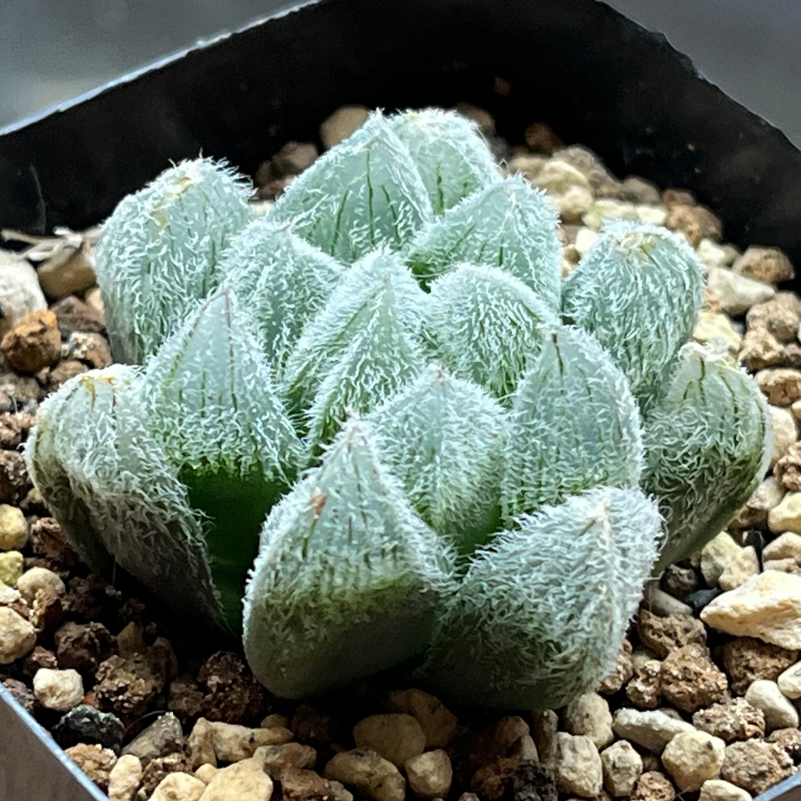 ハオルチア アトロフスカミュータント錦 | mocono_plants