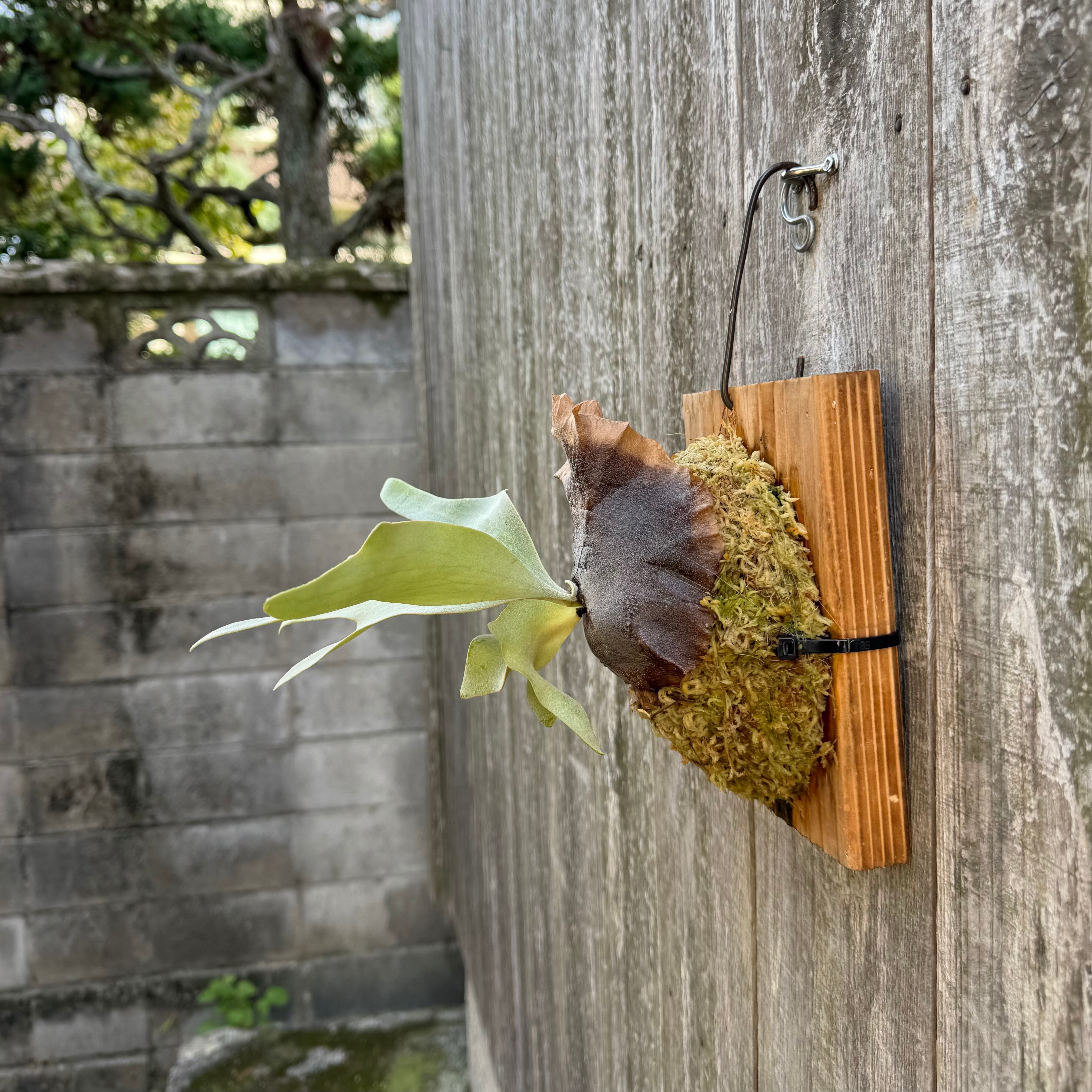 P.Ginka,P.willinckii “Yellow moon” 12th oasis sporeling | naturefix