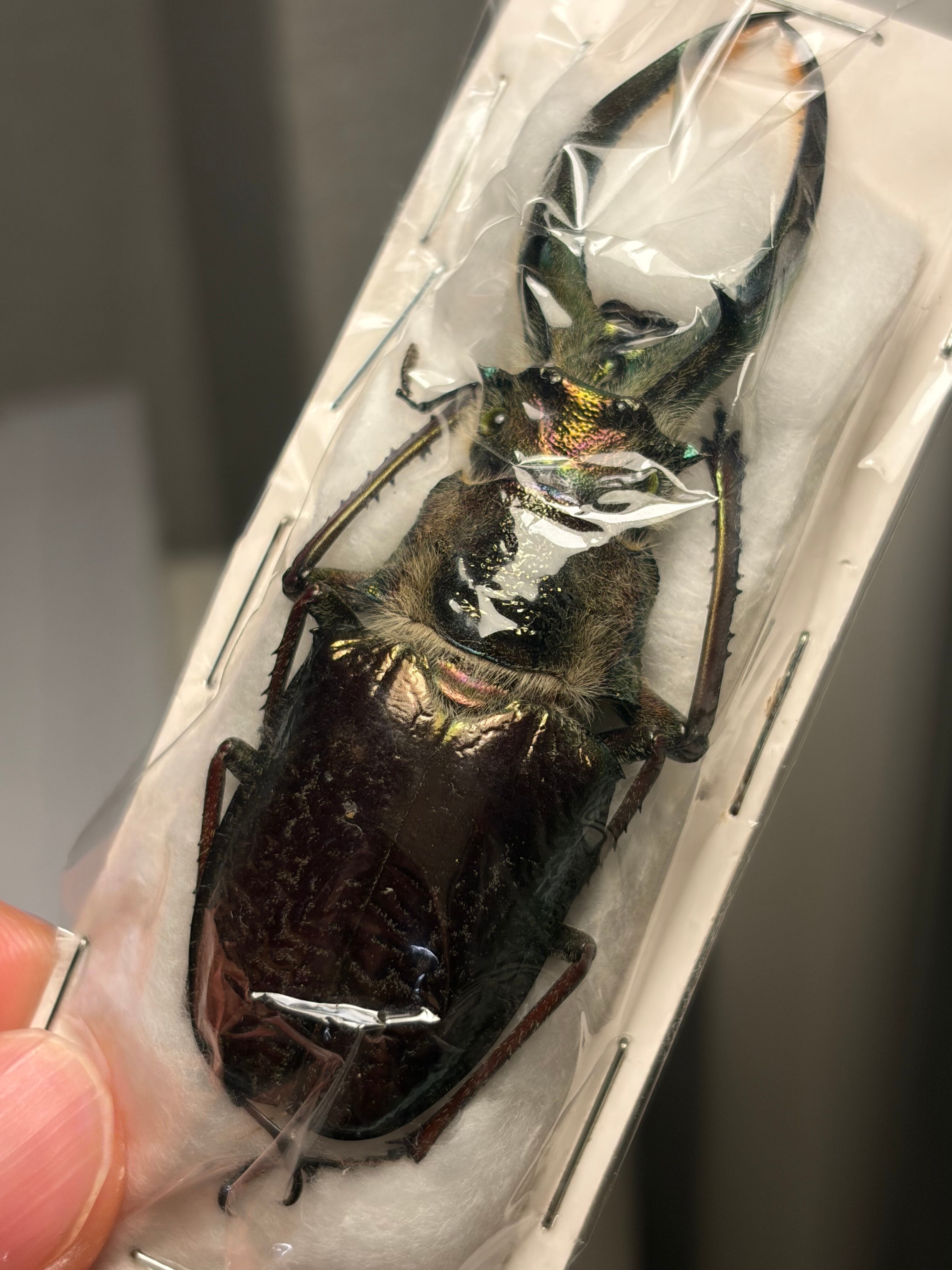 顎緑77mm】ギガンテウスシワバネクワガタ 昆虫標本 ニジイロクワガタ