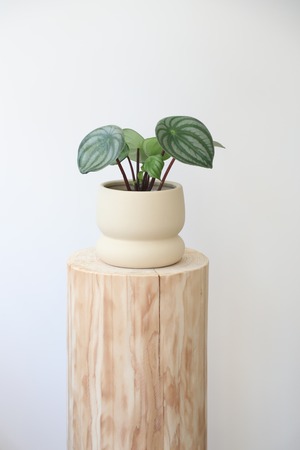 スイカぺぺ/Peperomia Watermelon　※陶器鉢カバー付き