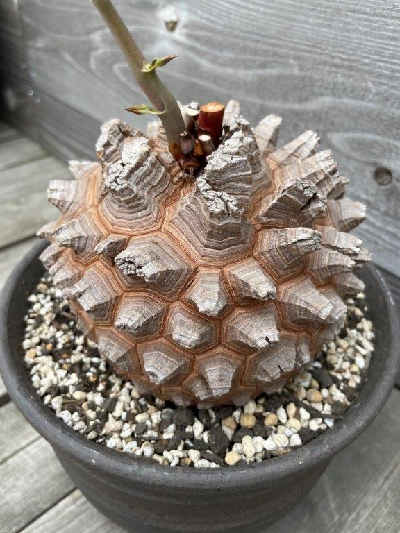 亀甲竜 伝市鉢セット か529 LLサイズ 植木鉢 陶器 検（亀甲竜 塊根植物