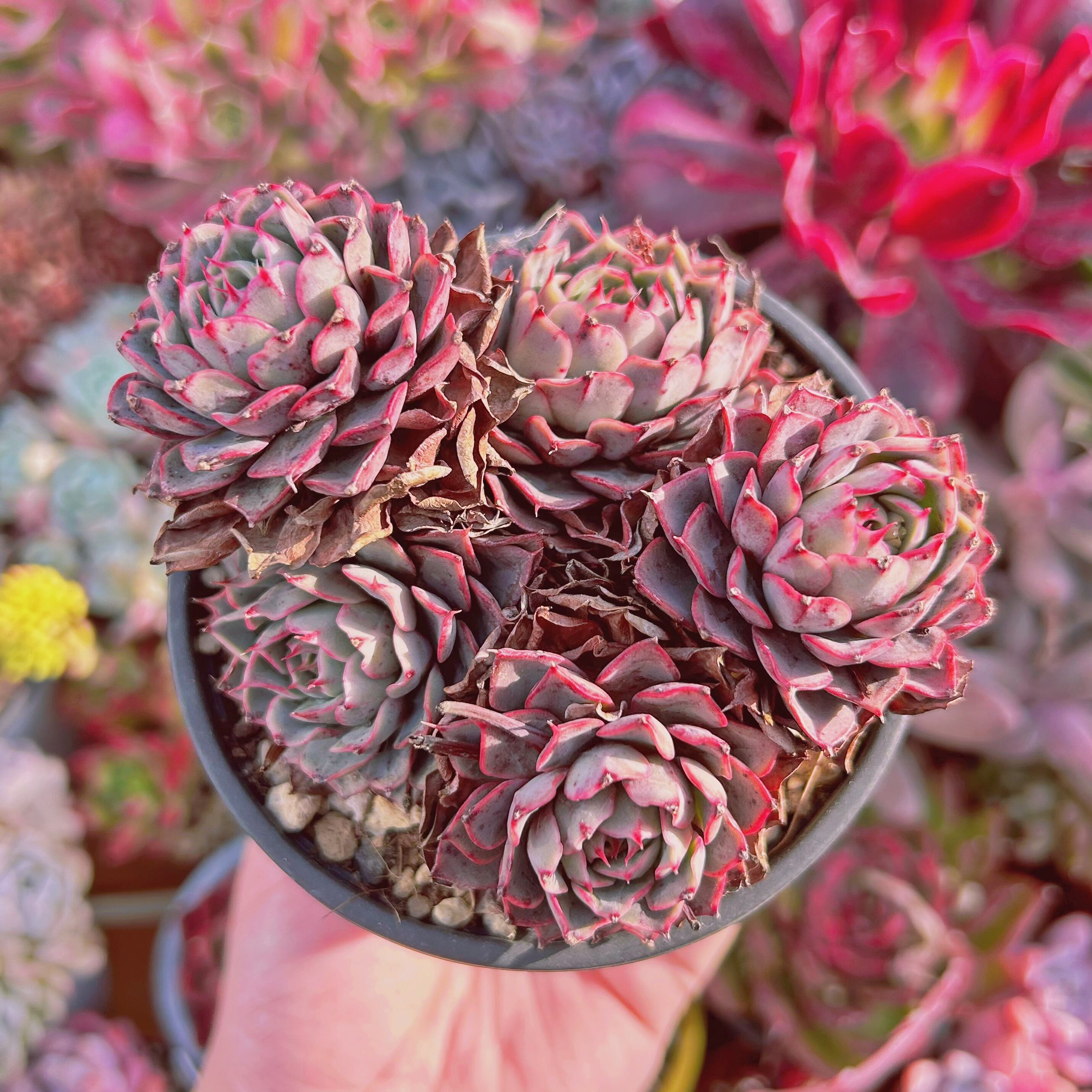 #059現物　多肉植物　パープルミニマ　特大