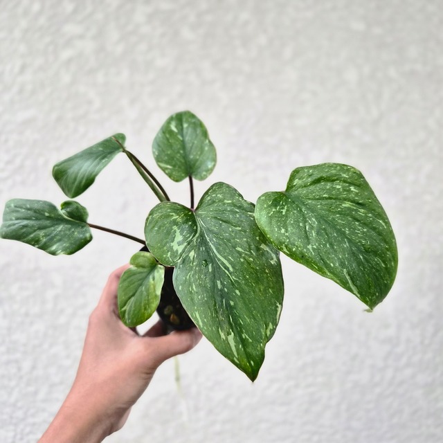 《Homalomena rubescens variegated》Homalomena rubescens variegated 観葉植物 ／ レッドリーフ／ポット発送