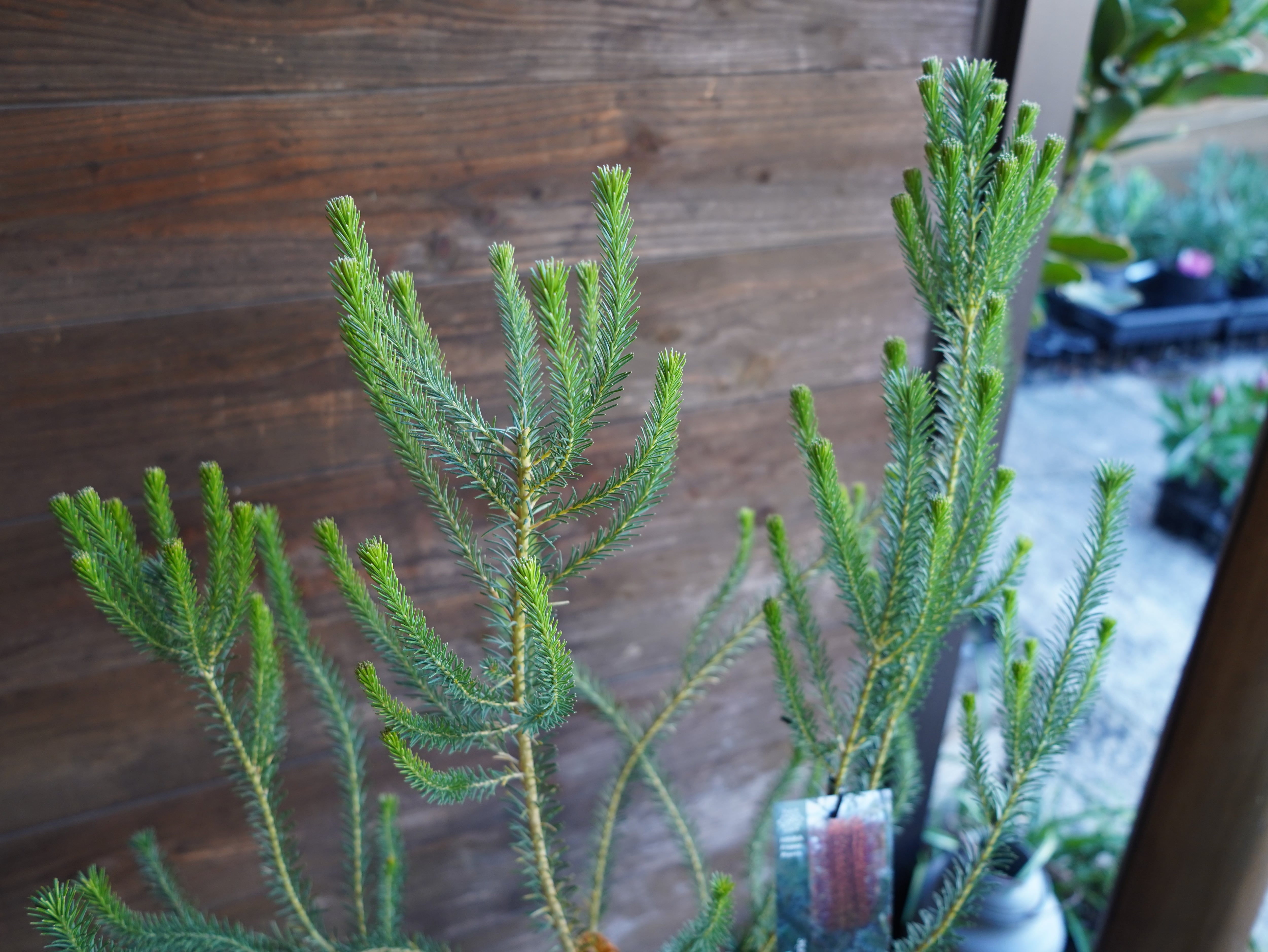 【現物】バンクシア ”リトルエリック” A 花芽付