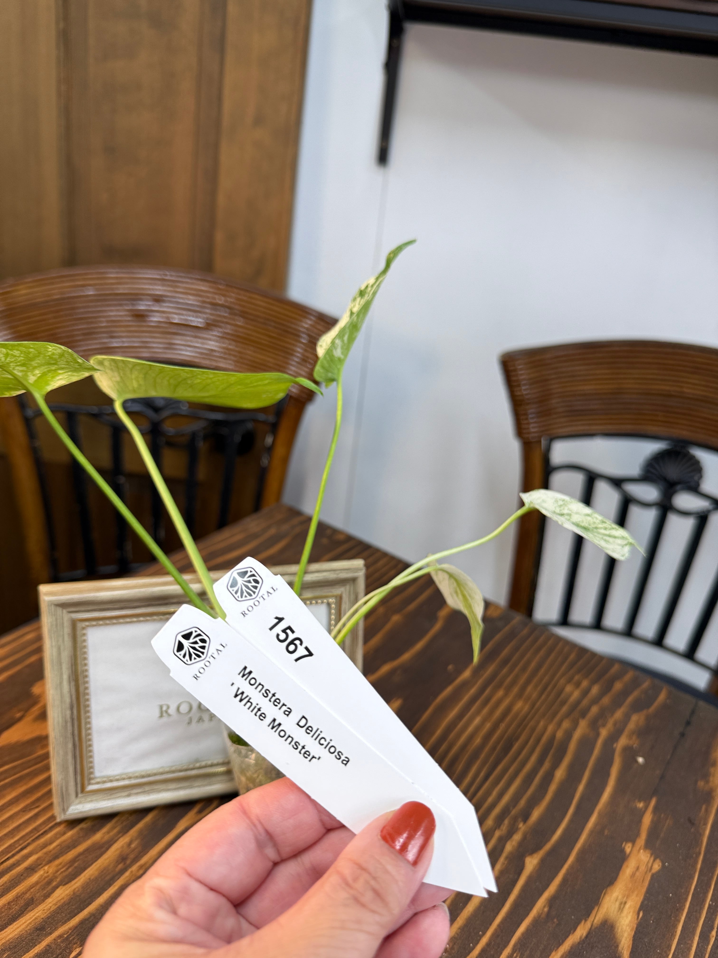 モンステラ　専用 モンステラ | ROOTALPLANTS