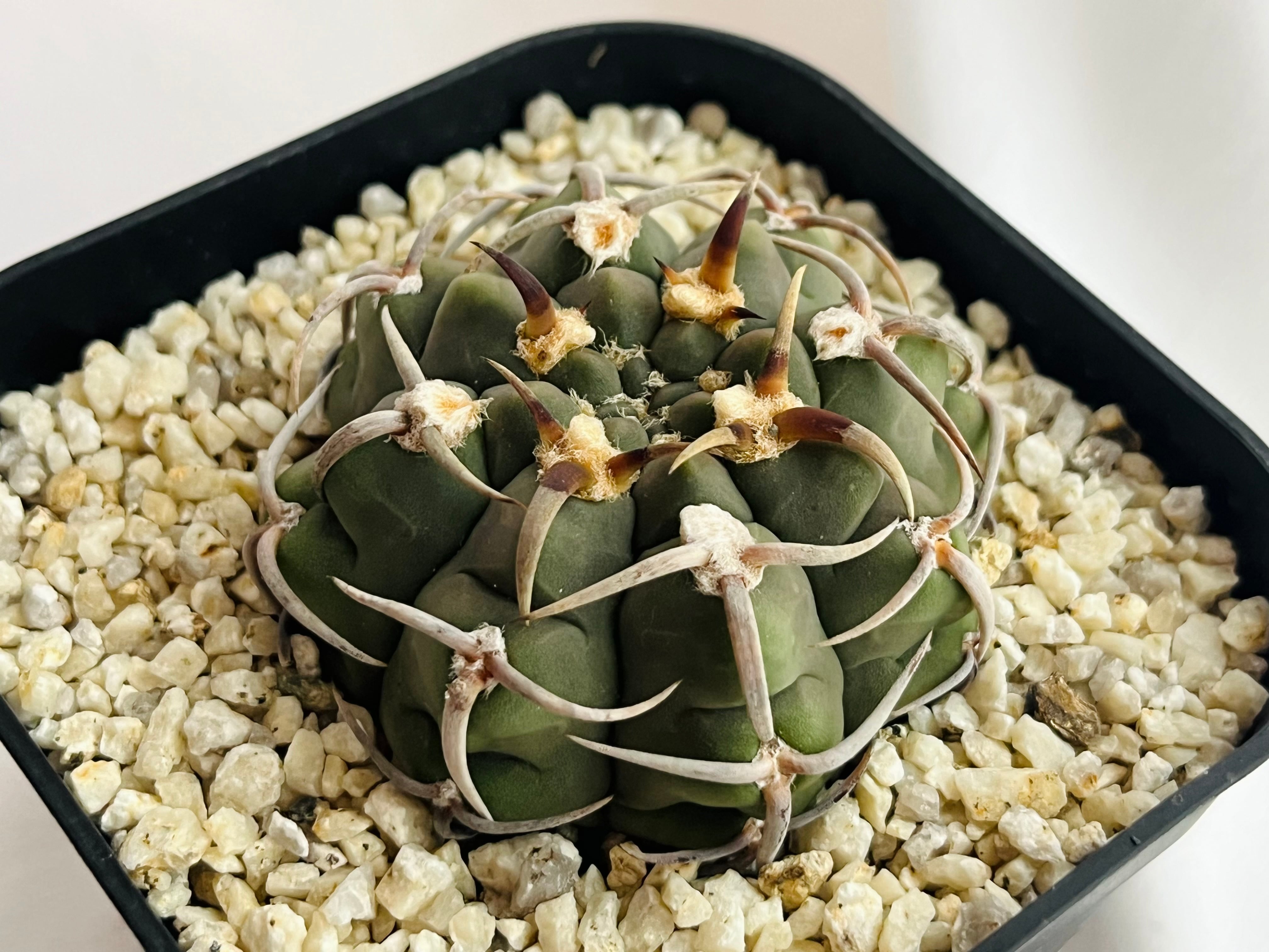 Gymnocalycium vatteri ギムノカリキウム 太強刺バッテリー サボテン