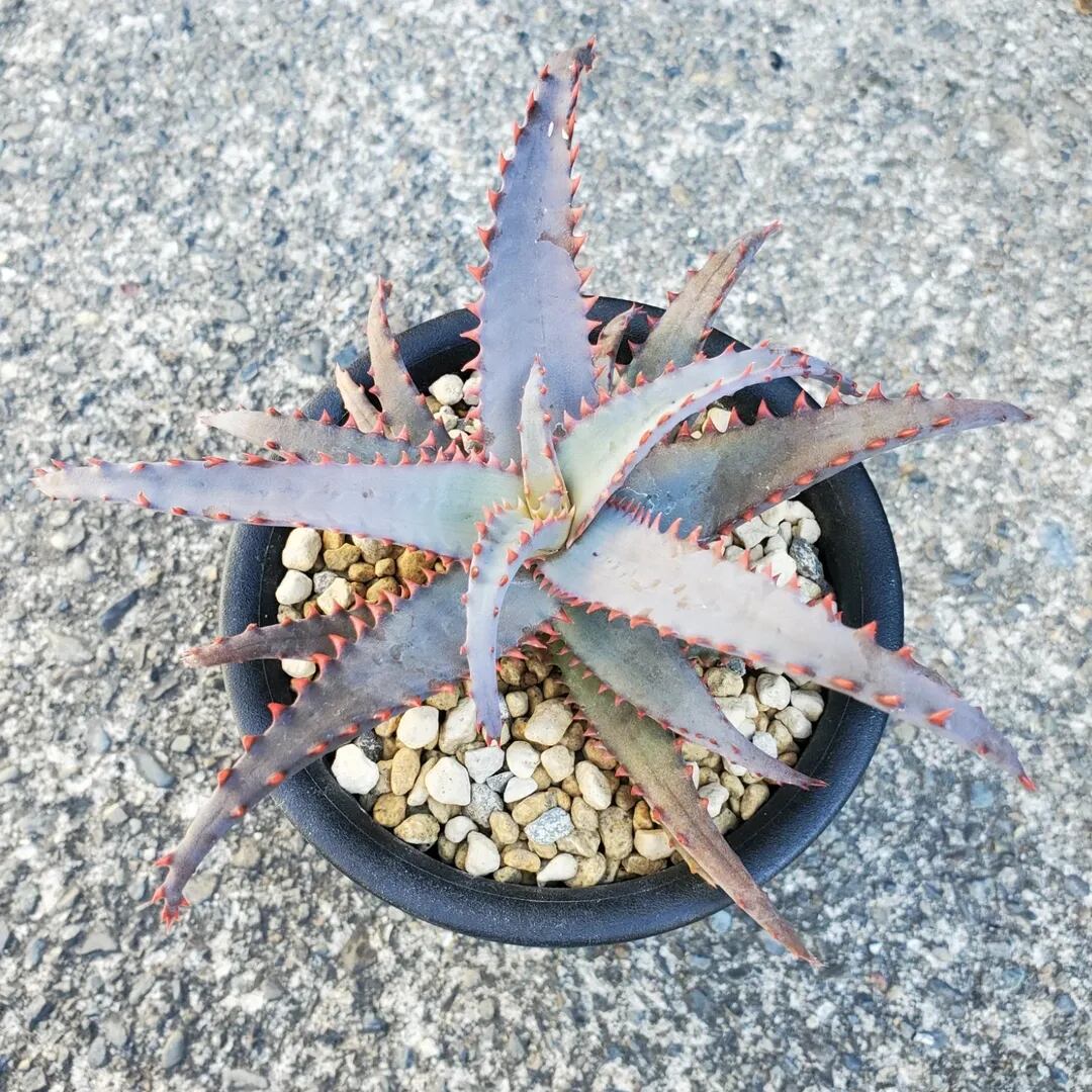 レアプランツ通販サイトPlants Maniax（プランツ・マニアックス）