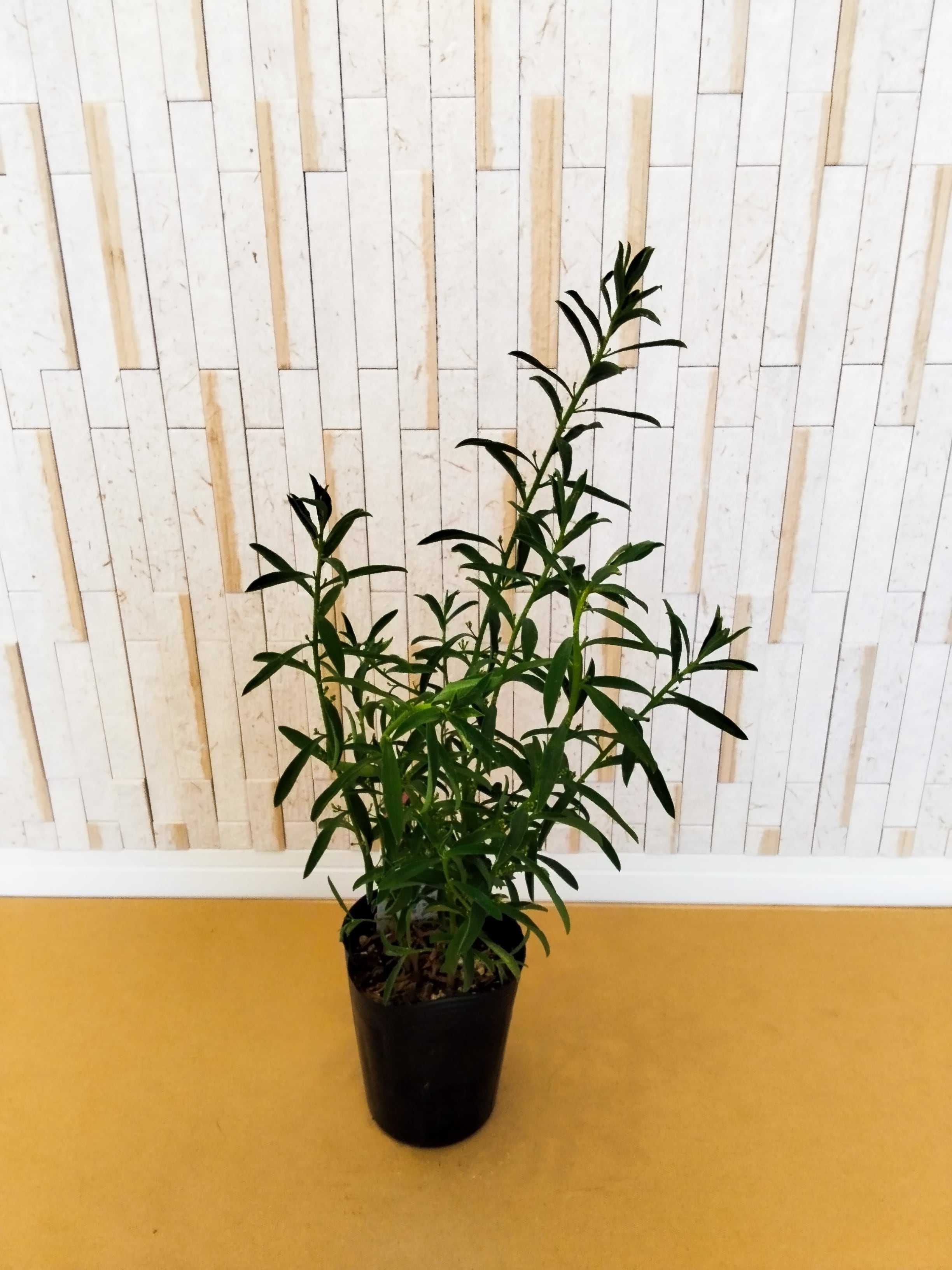 Sansevieria Marga サンセベリア マルガ SVM1 1株のみ | PAY ID