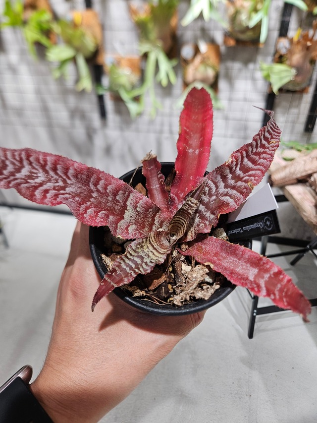 Cryptanthus Timberworf 【artPLANTs/PLANTS GARAGE】 クリプタンサス/ブロメリア