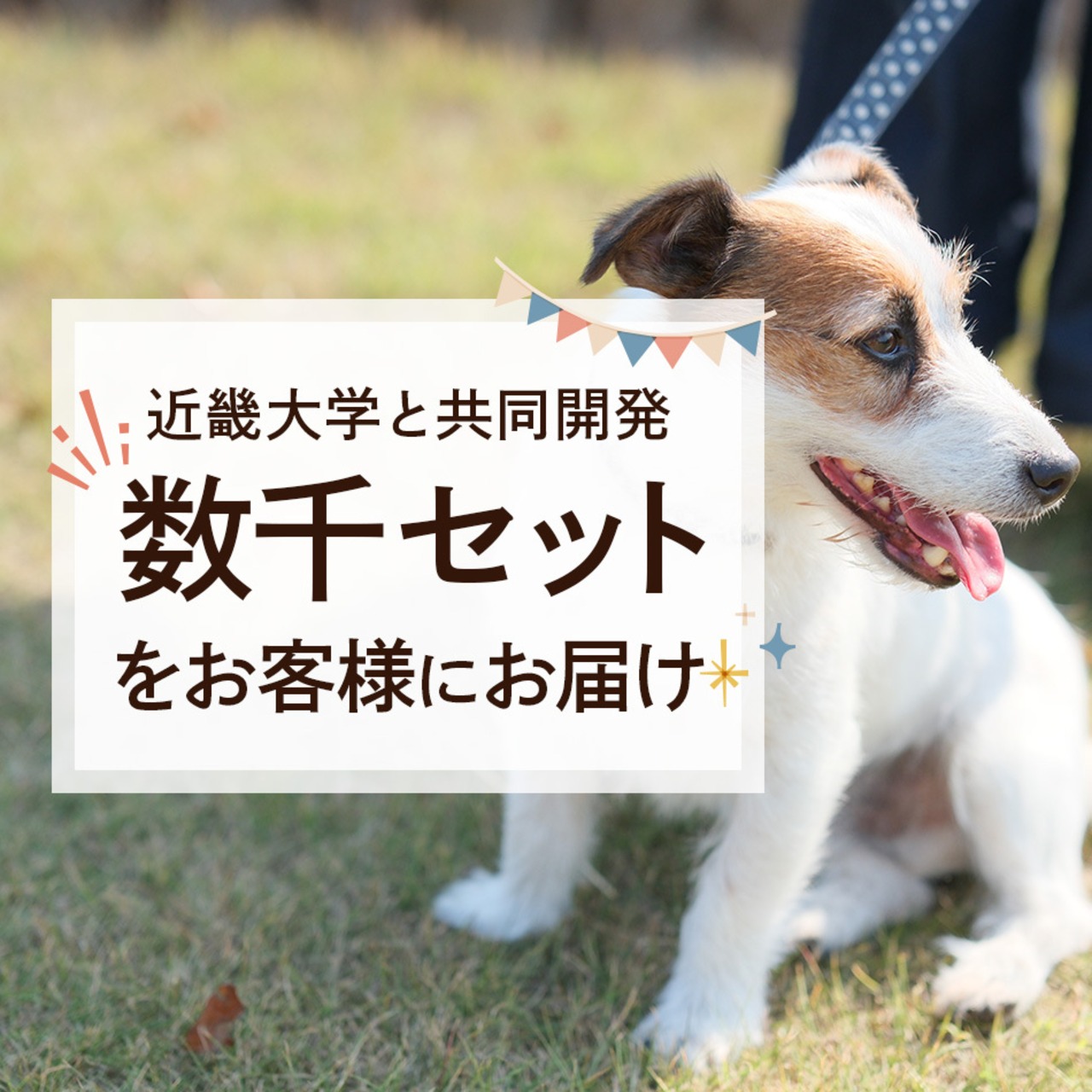 【送料無料】カテキンジャーキー 4個セット｜ 犬用おやつ/ドッグフードのペットフードショップ ホウワ