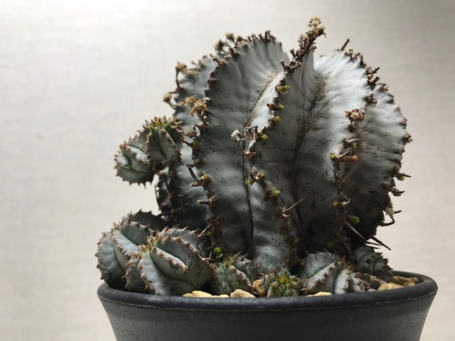 ユーフォルビア ホリダ