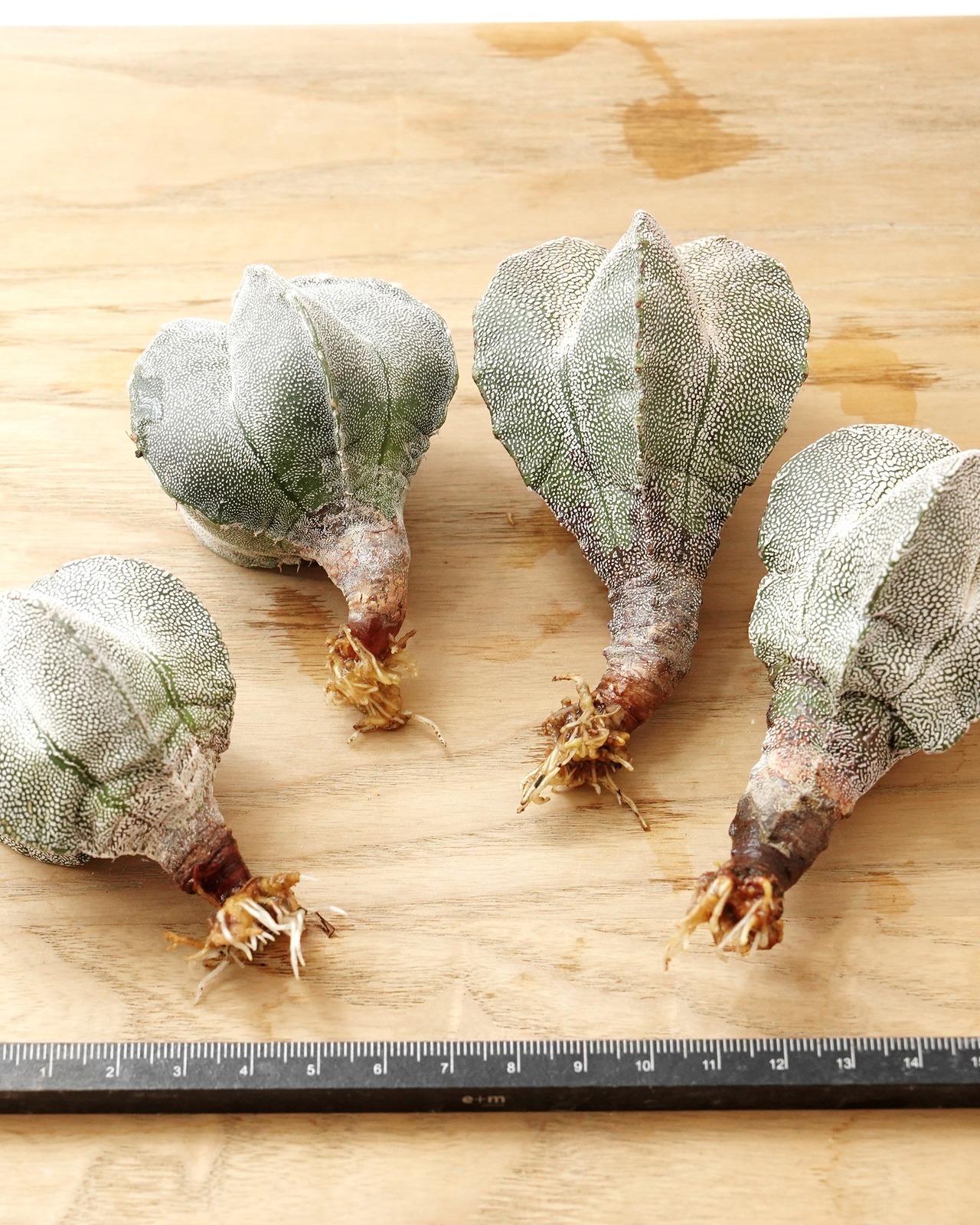一部発根済カット苗 恩塚鸞鳳玉 S Astrophytum myriostigma 'Onzuka'