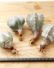 一部発根済カット苗 恩塚鸞鳳玉 S Astrophytum myriostigma 'Onzuka'