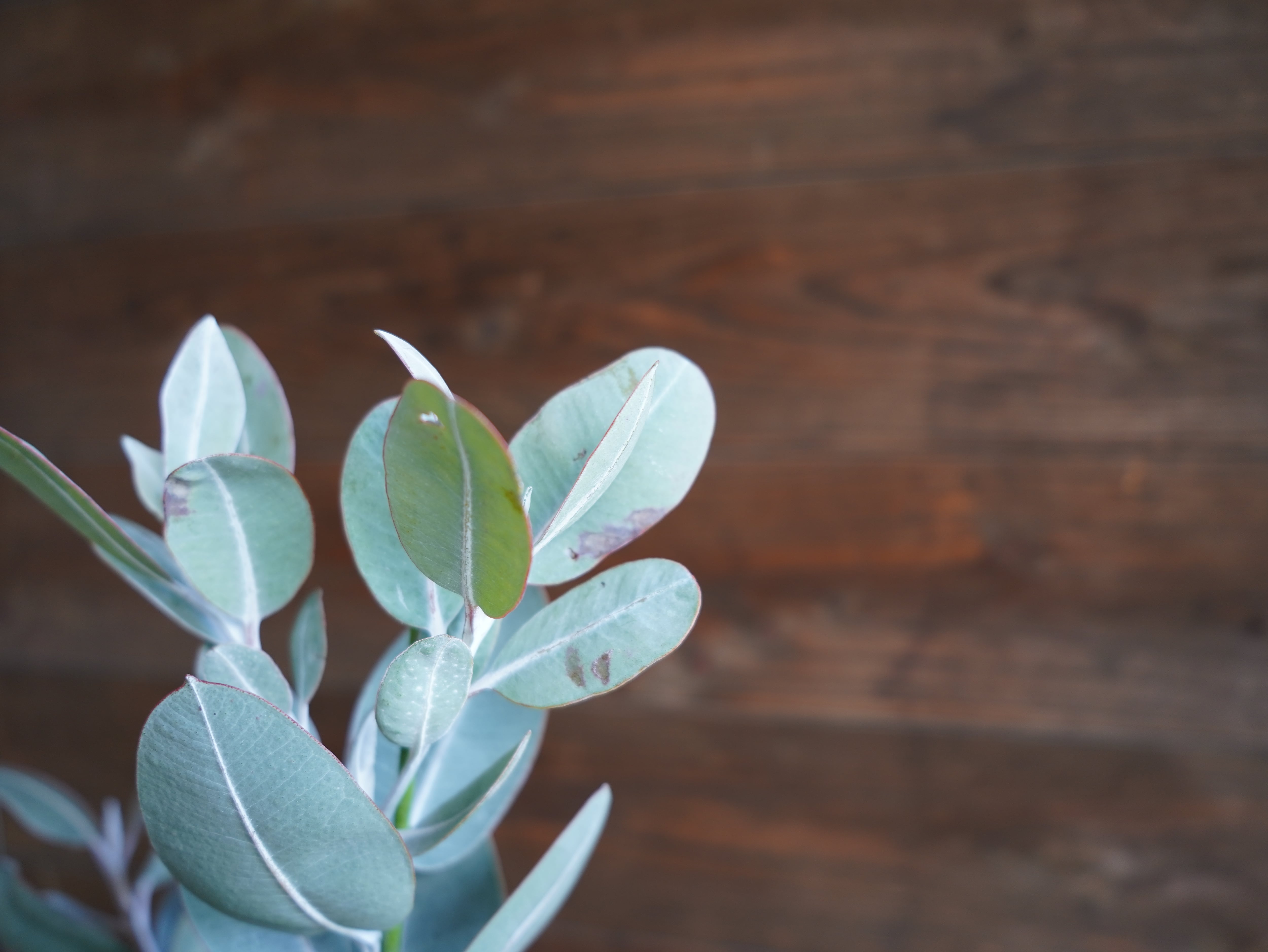 【現物】ユーカリ　”プレウロカルパ”　B